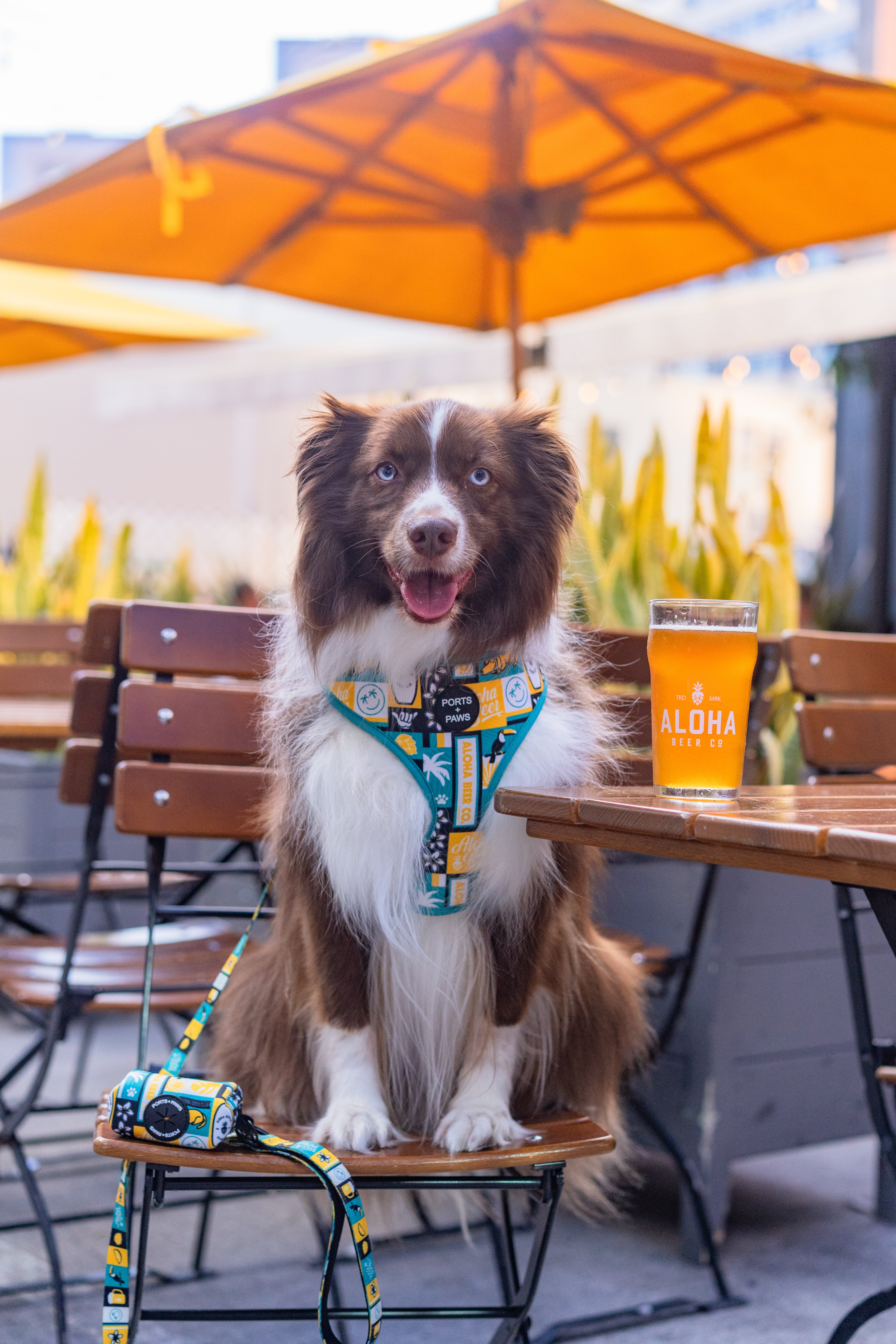 ALOHA BEER – PORTS + PAWS