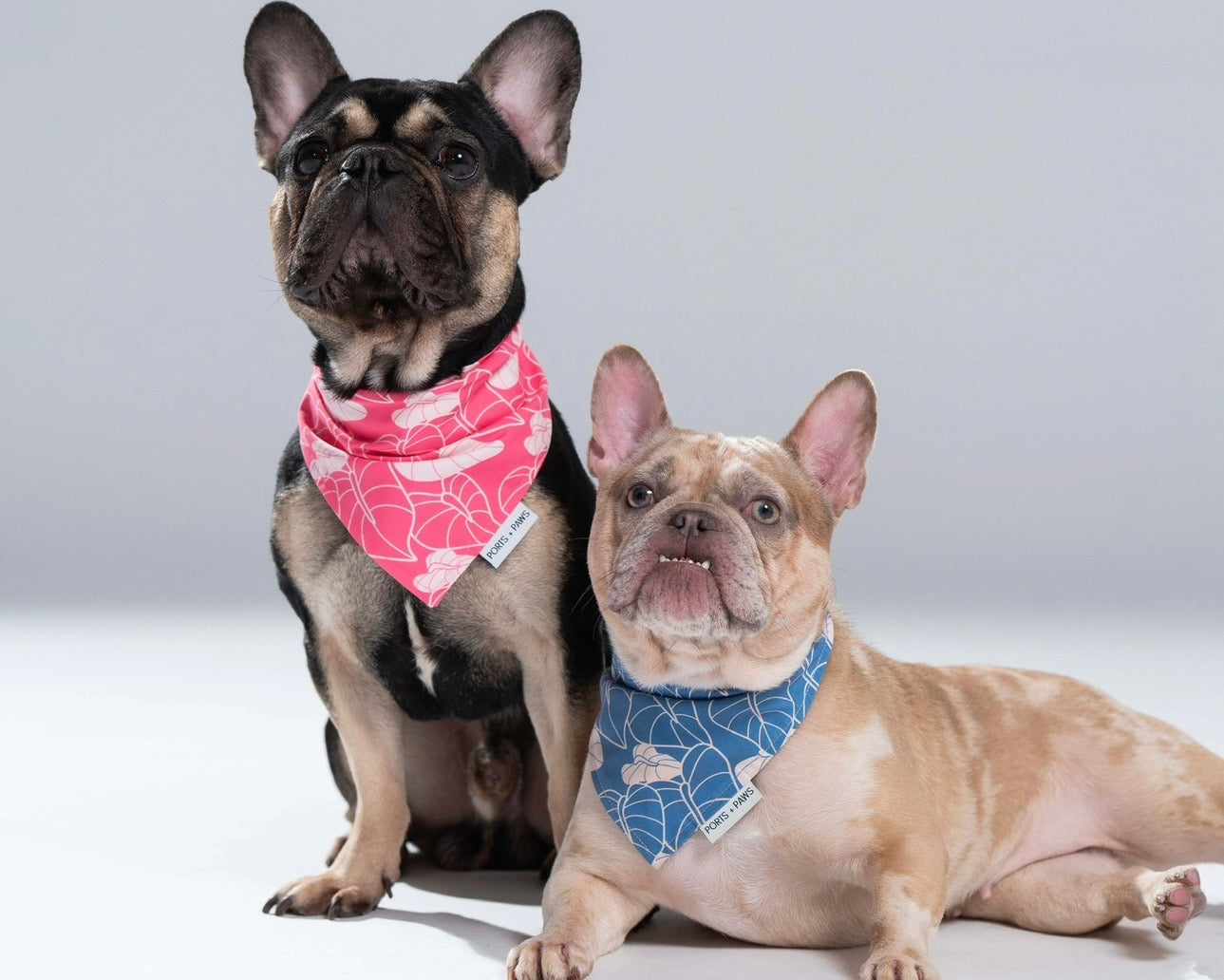 VALENTINES DAY – PORTS + PAWS