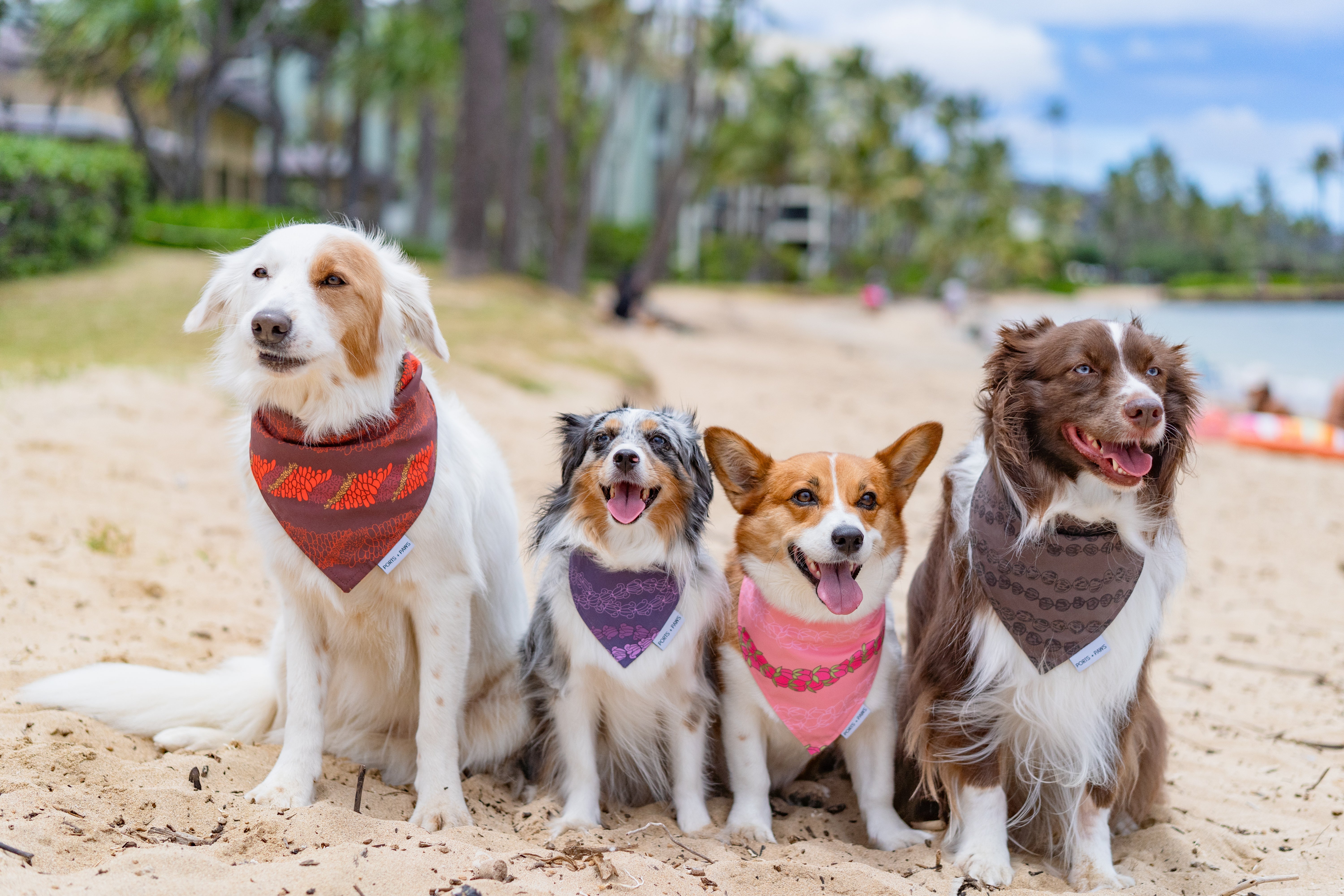 SUMMER BANDANAS – PORTS + PAWS