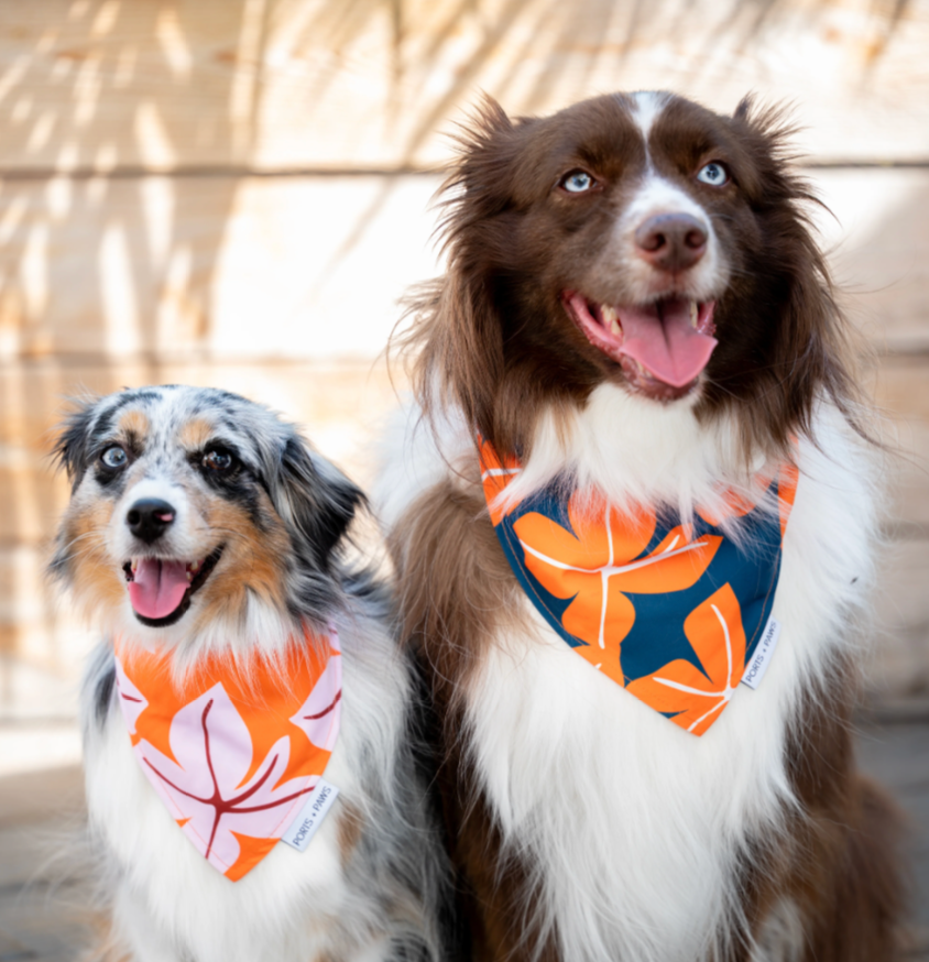 Fall – PORTS + PAWS