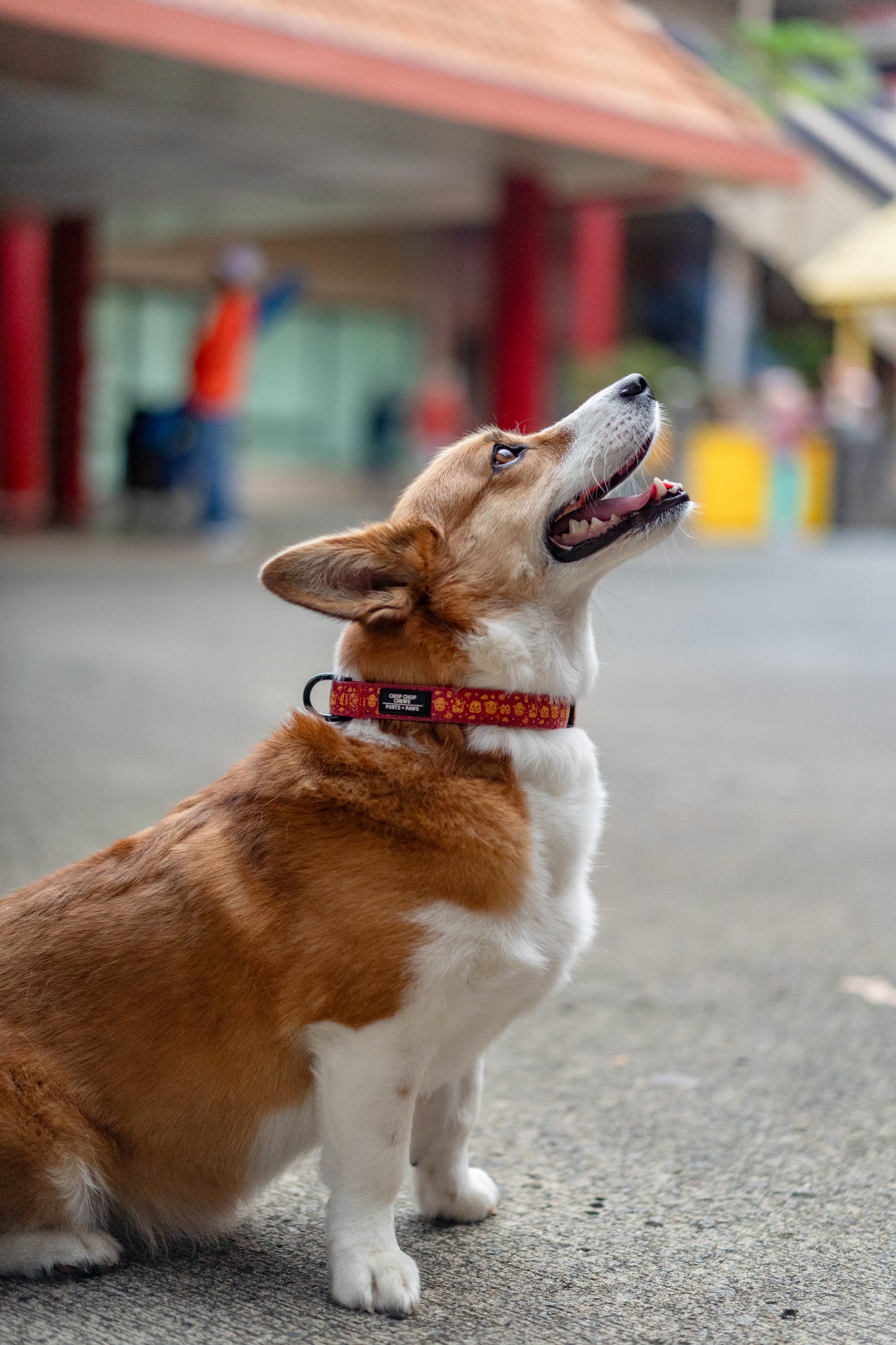 COLLAR - CHOP CHOP CHEWS LUNAR NEW YEAR