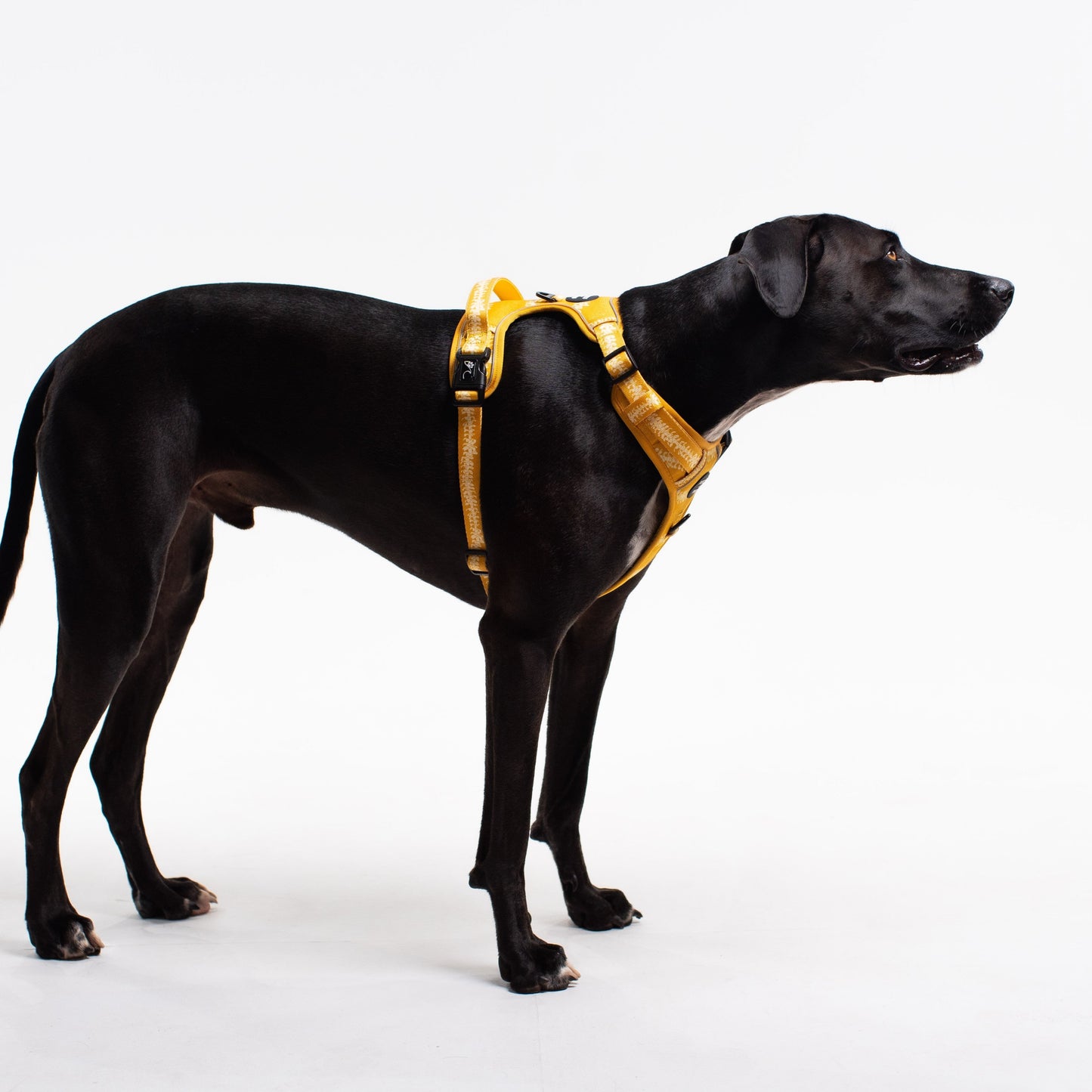 TWO PIECE BUNDLE - RUGGED HARNESS PUAKENIKENI