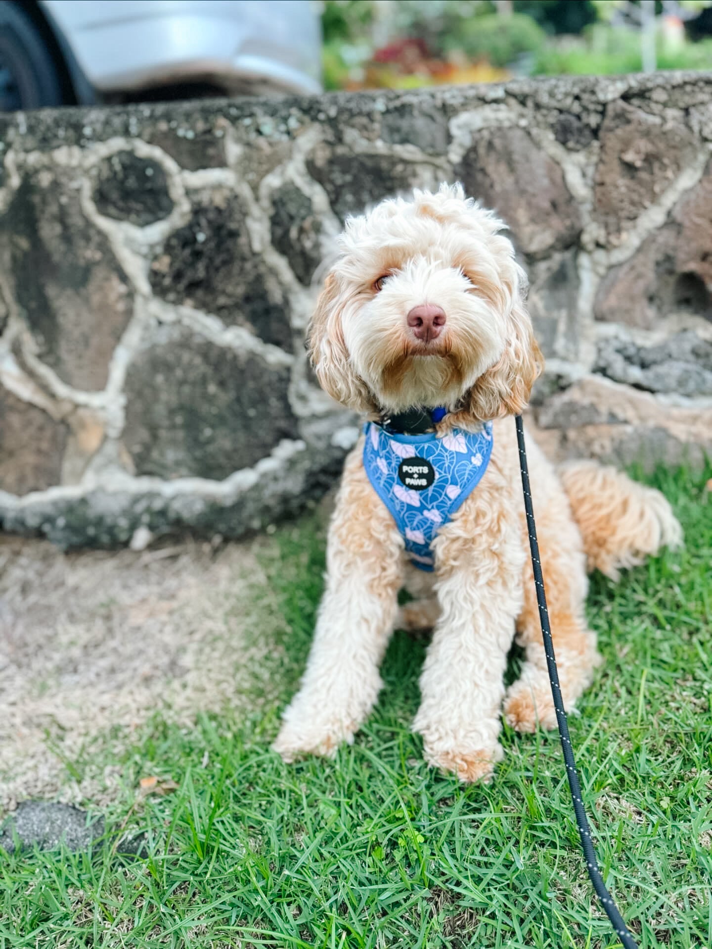 ADJUSTABLE HARNESS - ANTHURIUM BLUE