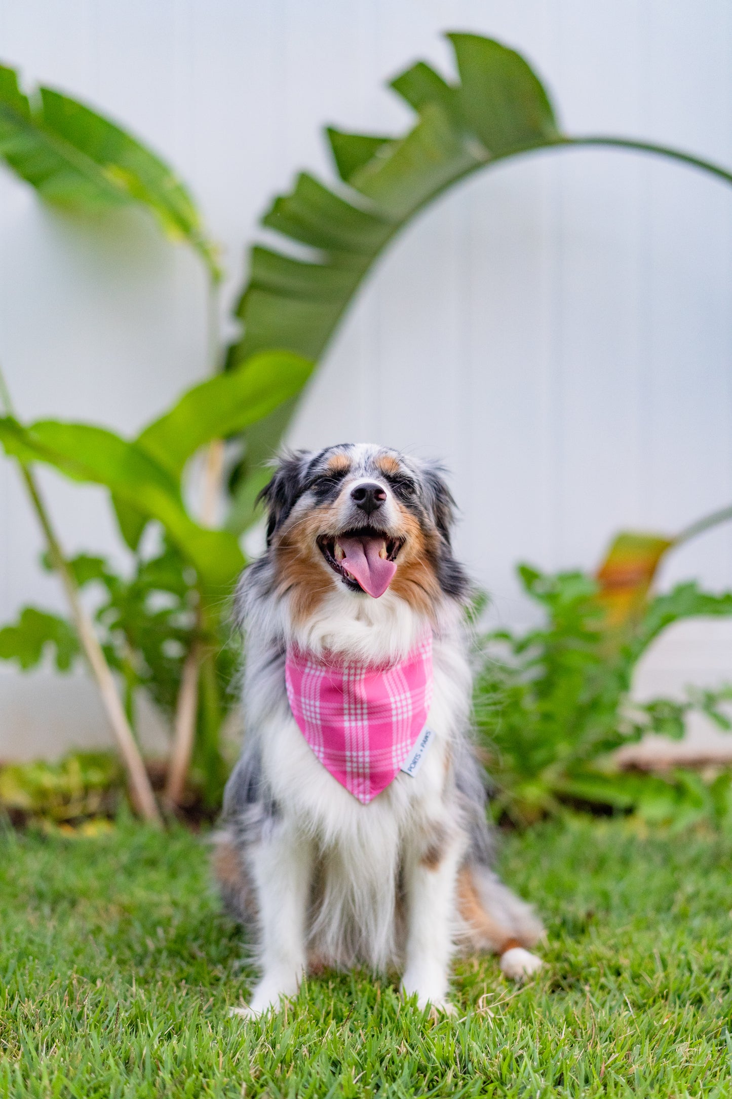 BANDANA BUNDLE - PICK 4 PALAKA