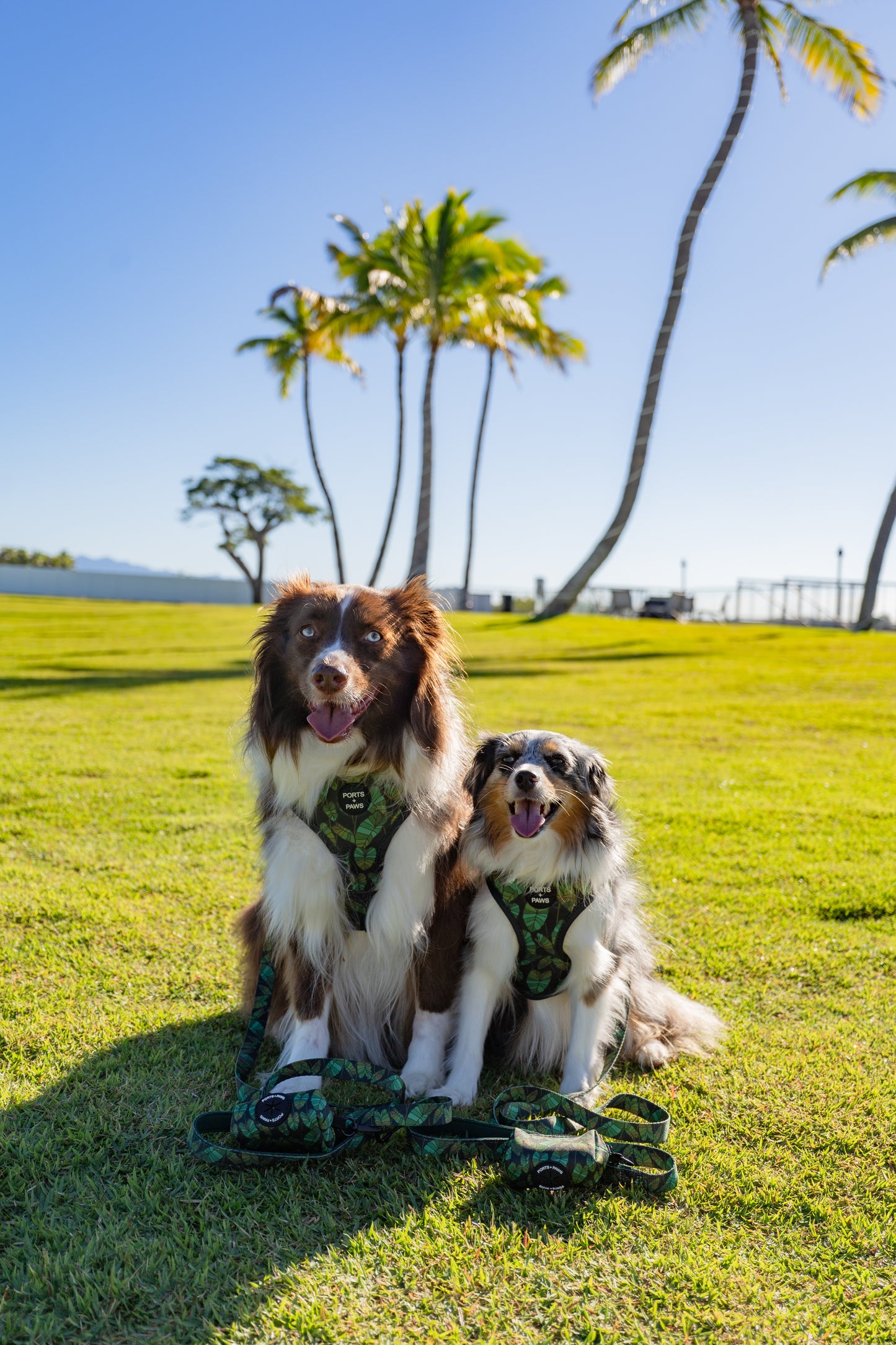 ADJUSTABLE HARNESS - KALO