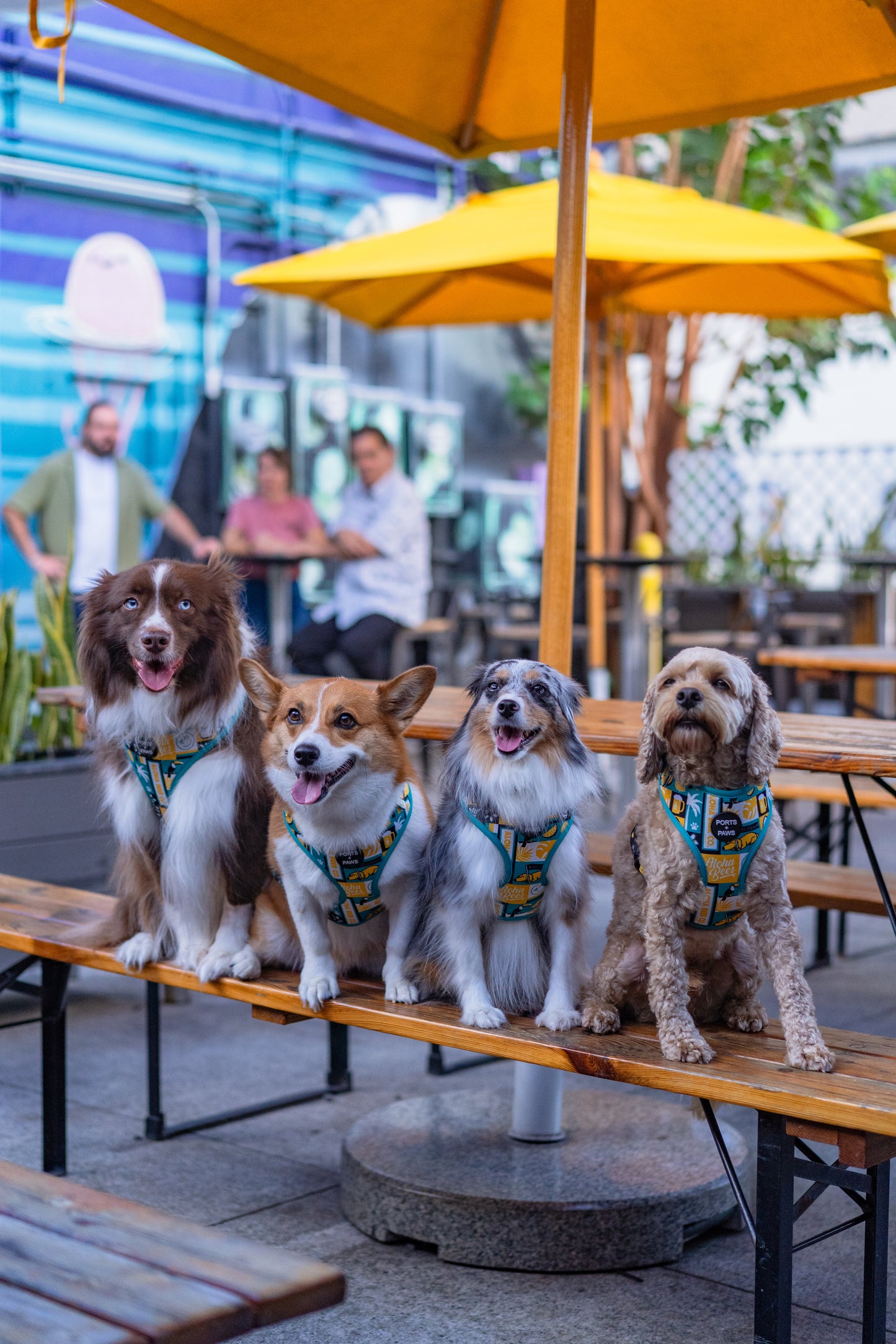 ADJUSTABLE HARNESS - ALOHA BEER