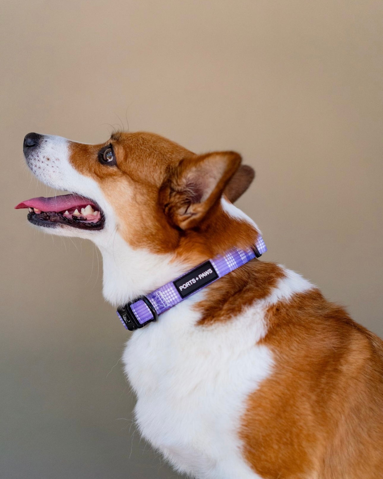 COLLAR - PALAKA PURPLE