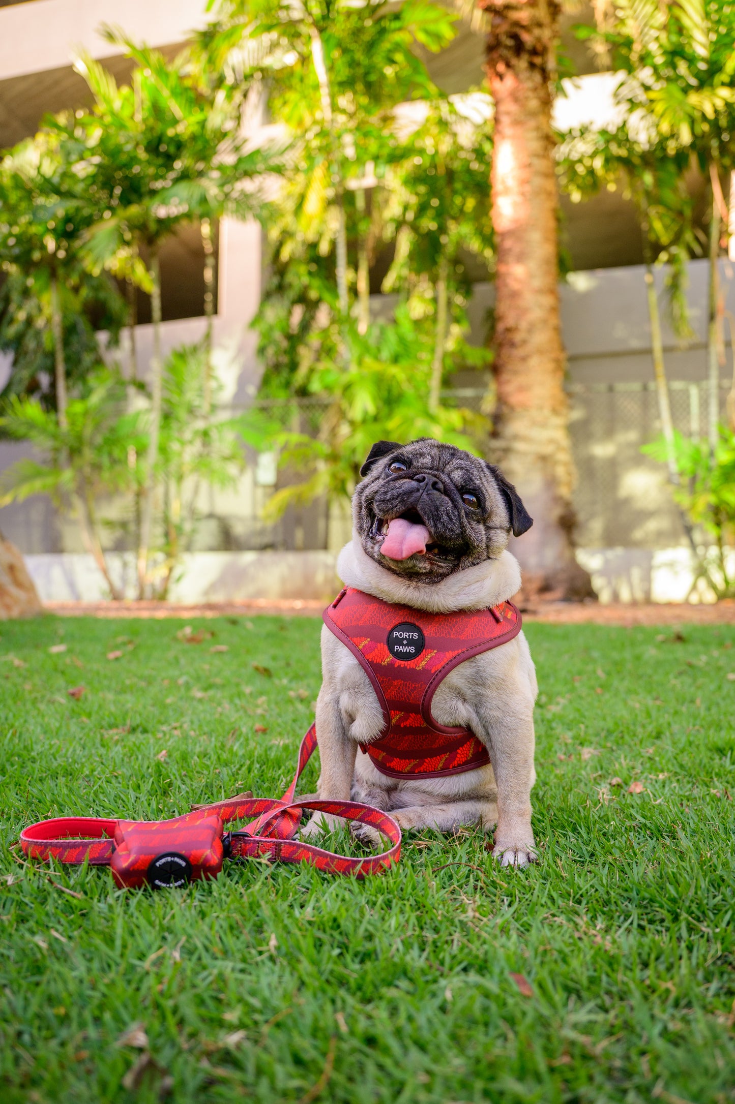 WALKIES BUNDLE - CIGAR LEI