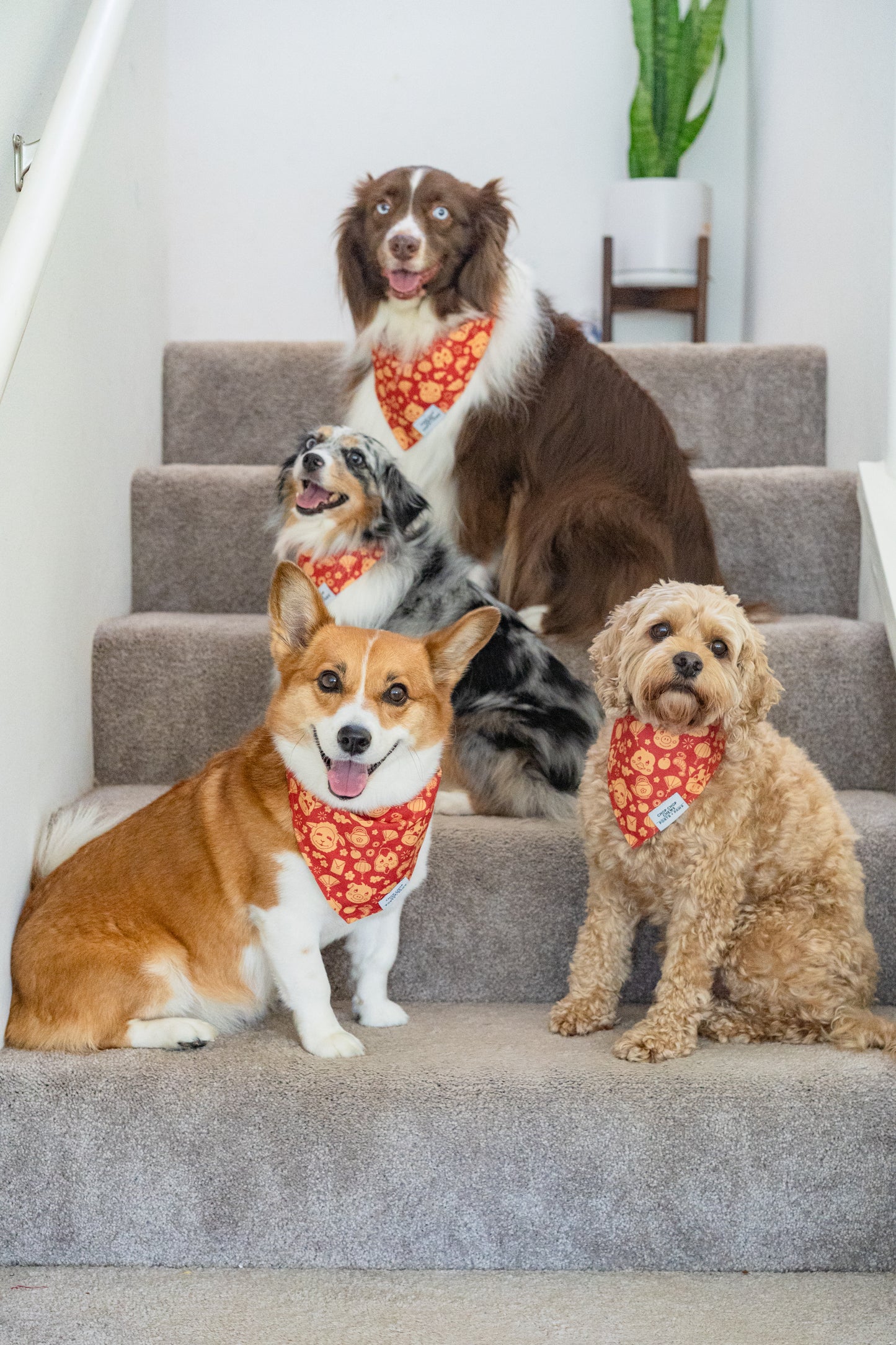 QUICK DRY BANDANA - CHOP CHOP CHEWS LUNAR NEW YEAR