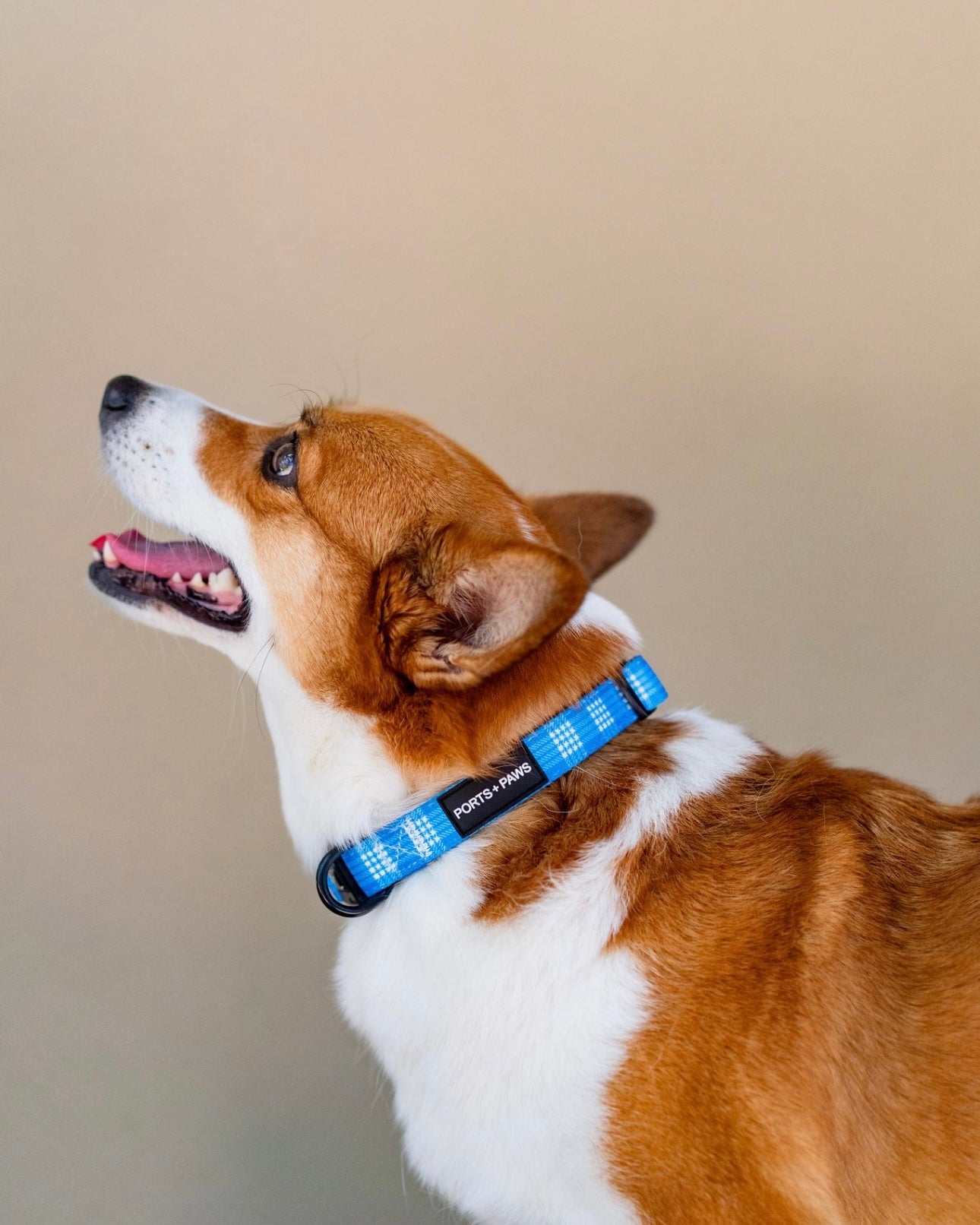 COLLAR - PALAKA TEAL