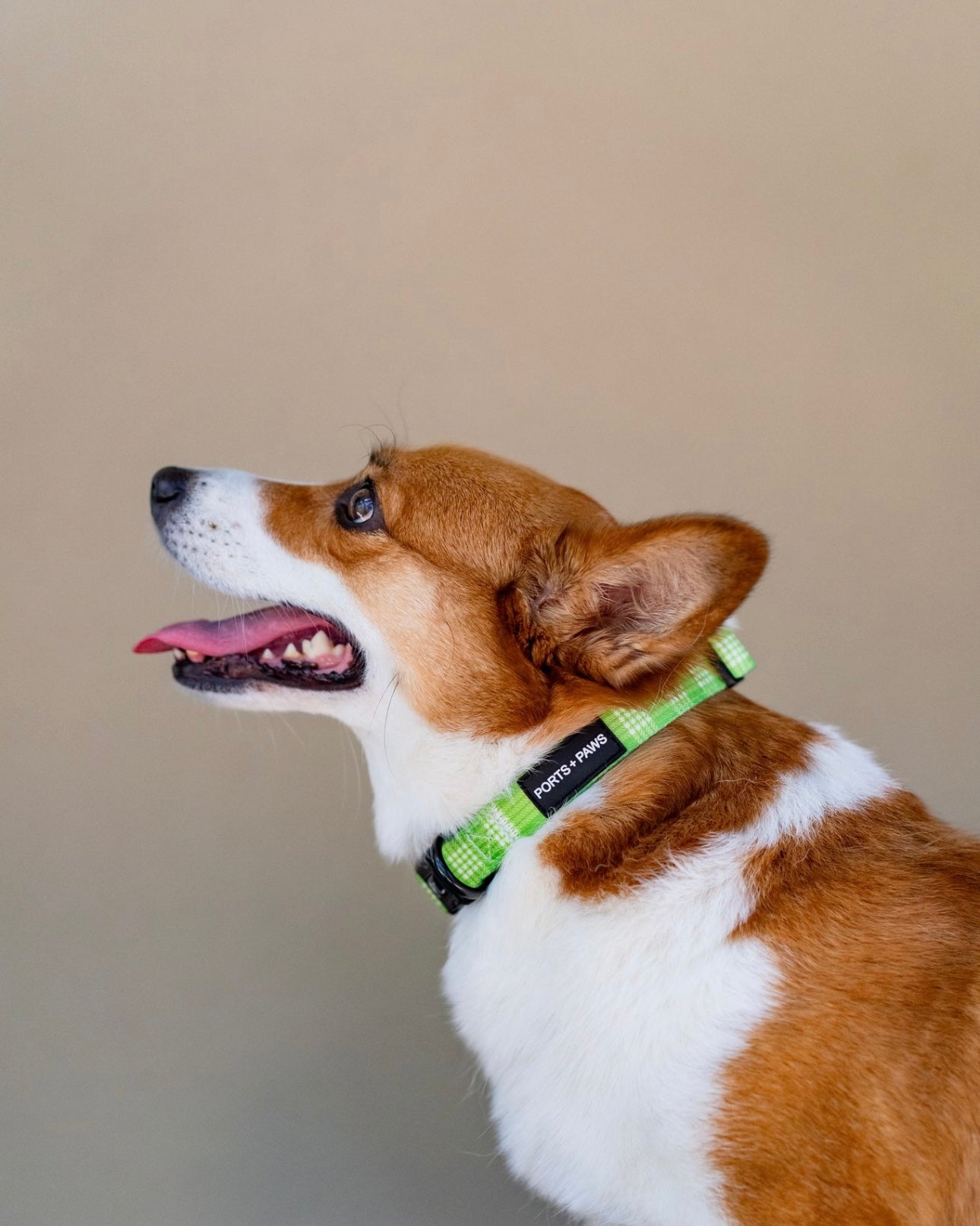 COLLAR - PALAKA LIME