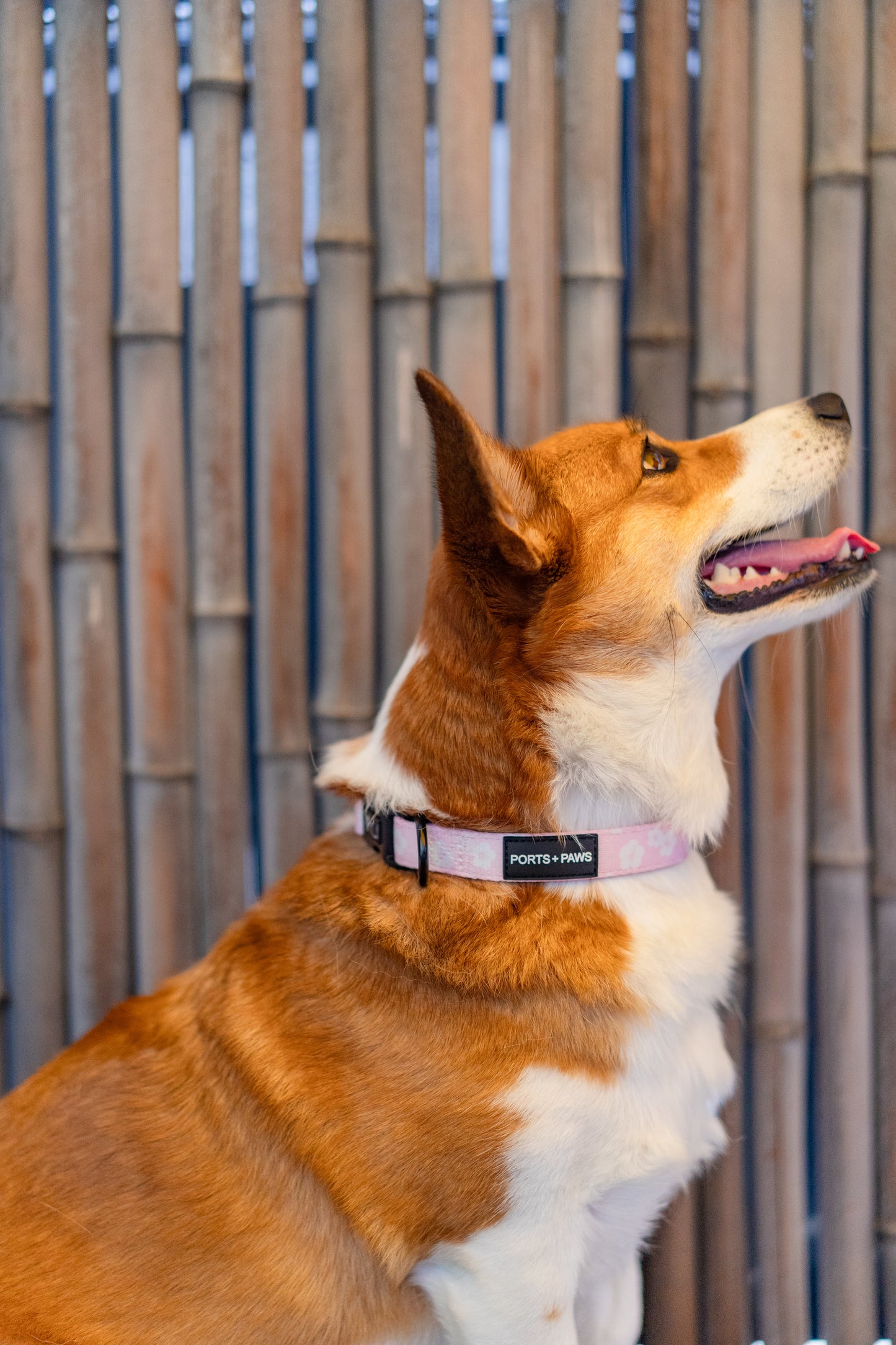 COLLAR - HIBISCUS PINK