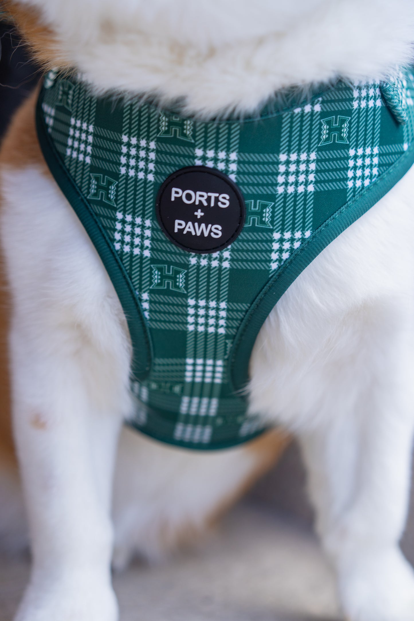 WALKIES BUNDLE - UH PALAKA