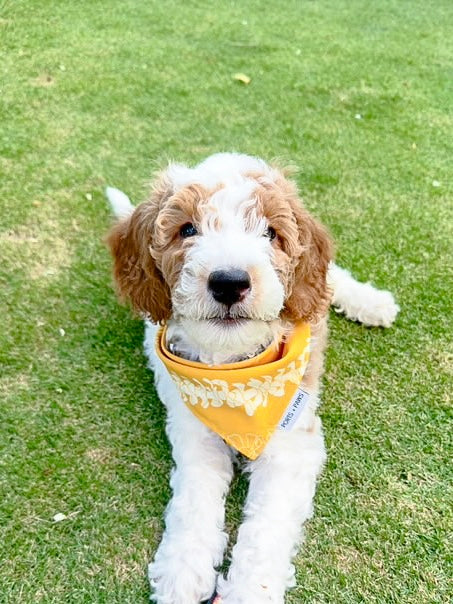 QUICK DRY BANDANA - PUAKENIKENI