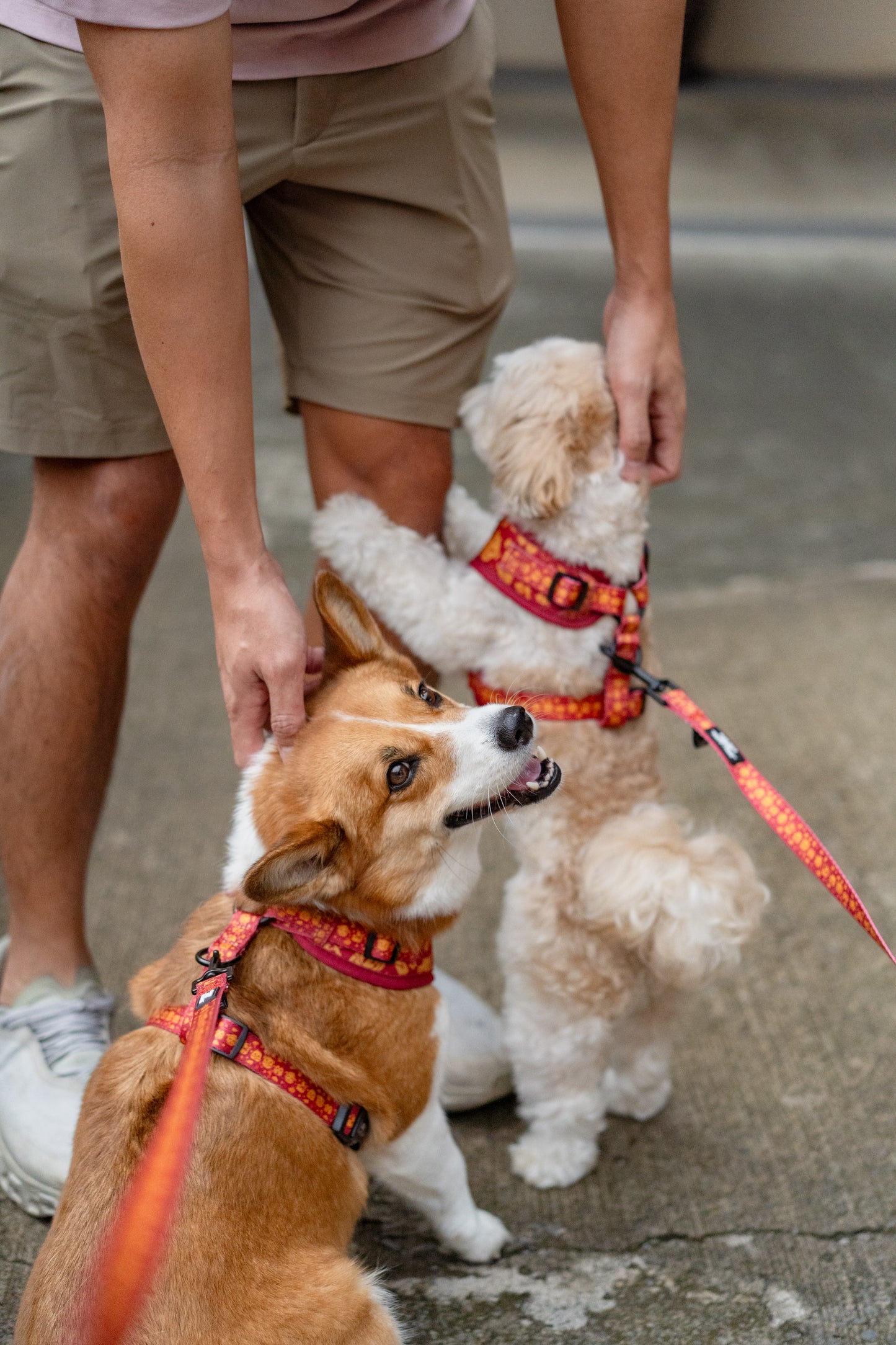 ADJUSTABLE HARNESS - CHOP CHOP CHEWS LUNAR NEW YEAR