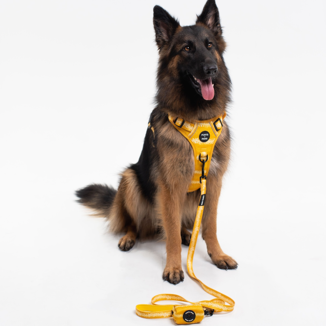 WALKIES + BANDANA BUNDLE - RUGGED HARNESS PUAKENIKENI