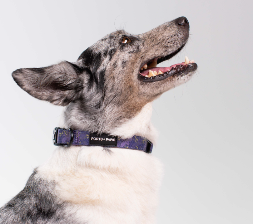 COLLAR - KAUAʻI MOKIHANA BERRY