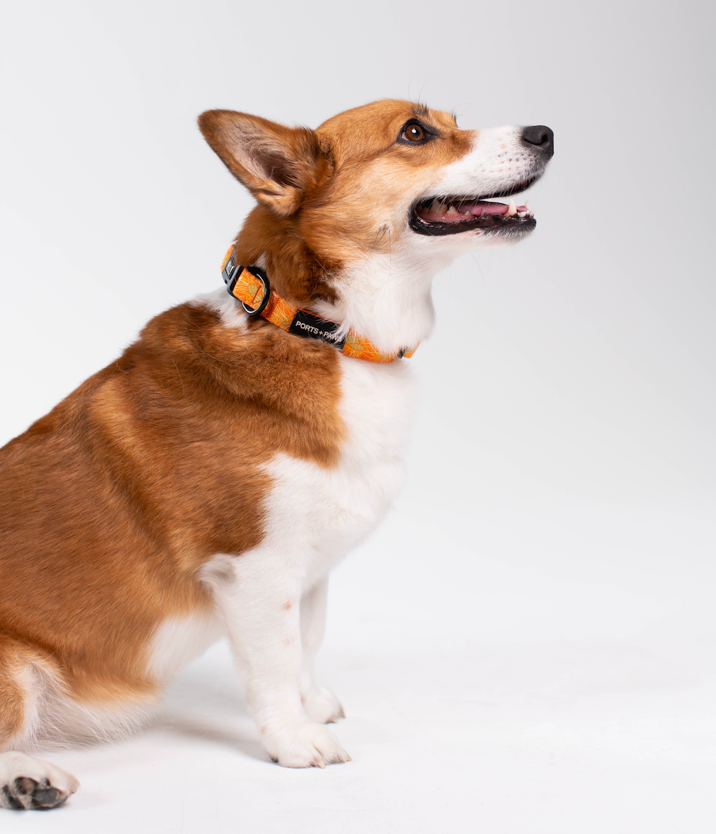 COLLAR - LĀNAʻI KAUNAʻOA