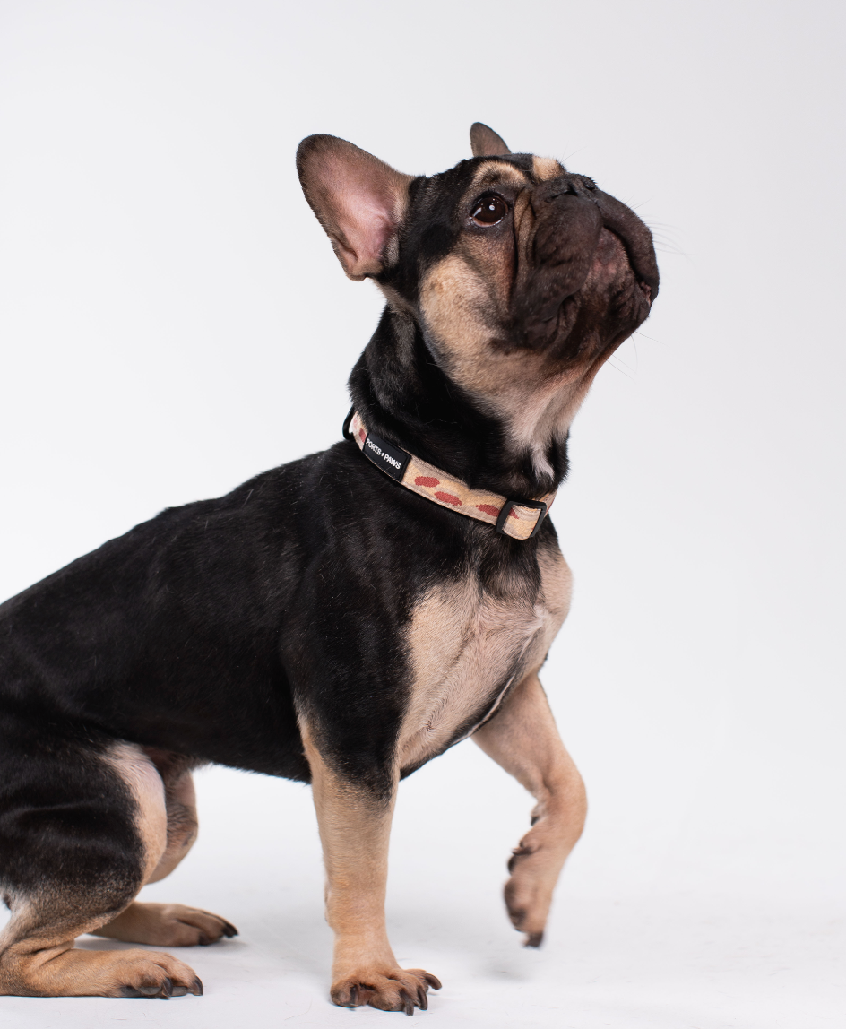 COLLAR - NIʻIHAU PŪPŪ SHELL
