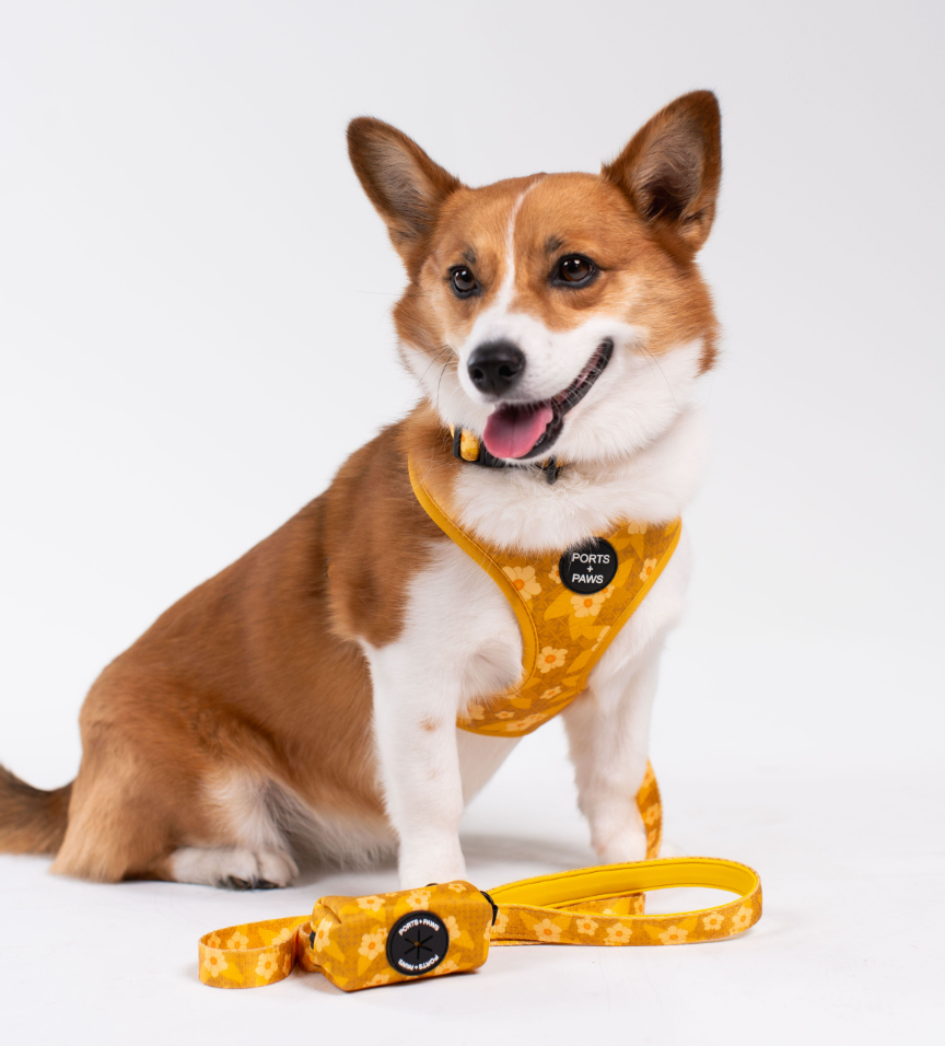 WALKIES BUNDLE - OʻAHU ʻILIMA