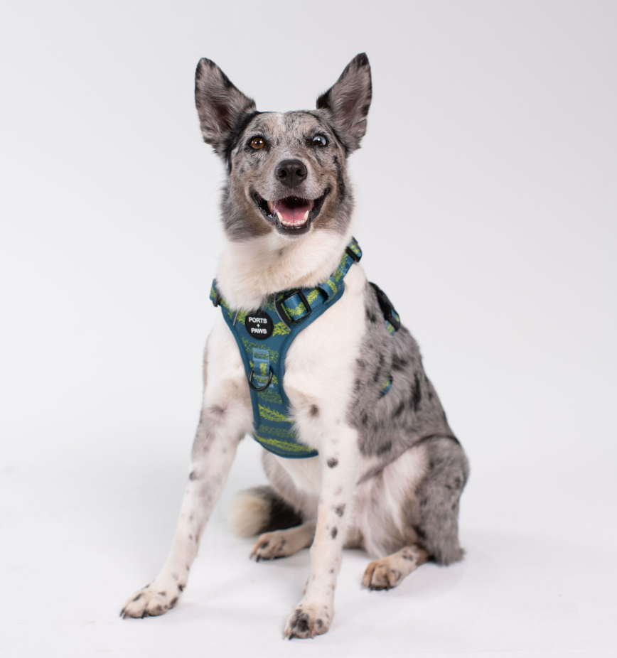 RUGGED HARNESS - PAKALANA