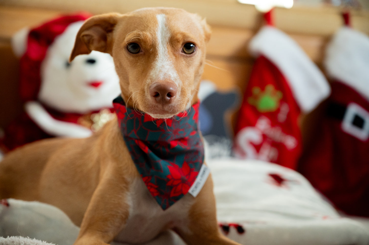 QUICK DRY BANDANA - POINSETTIA