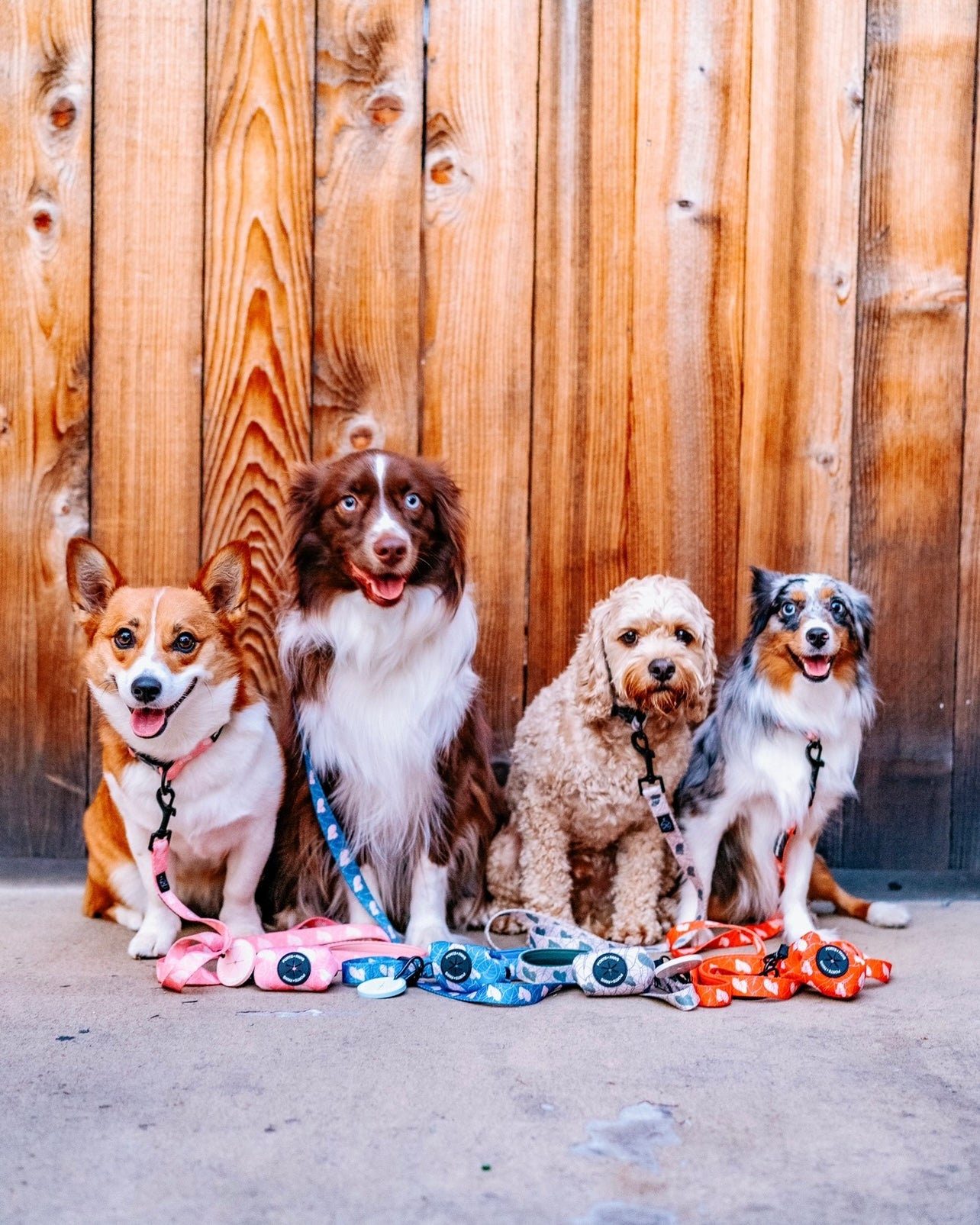 LEASH - ANTHURIUM BLUE