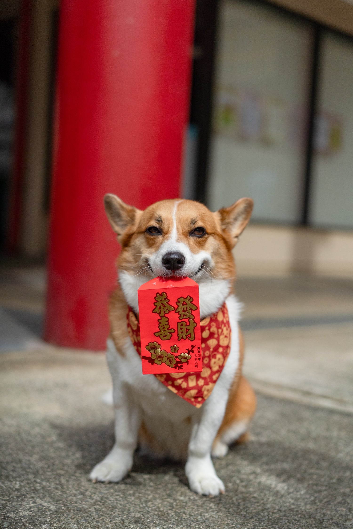 CHOP CHOP CHEWS LUNAR NEW YEAR