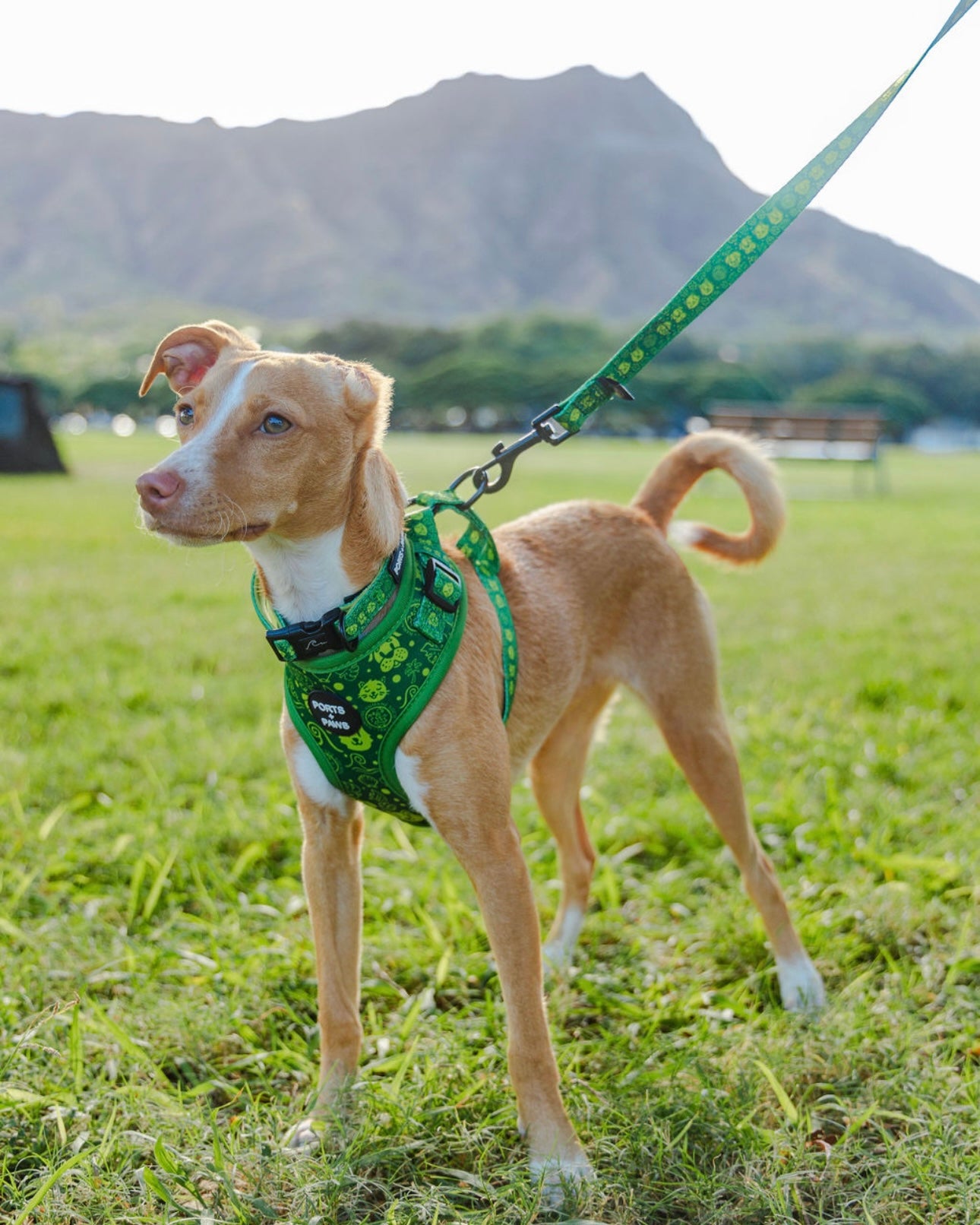 HAWAIIAN HUMANE SOCIETY