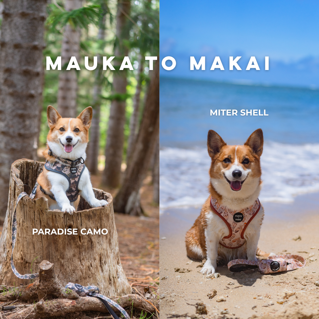 MAUKA TO MAKAI