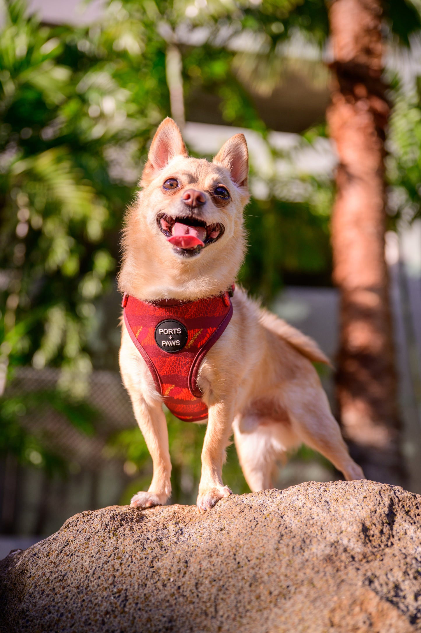 ADJUSTABLE HARNESS - CIGAR LEI