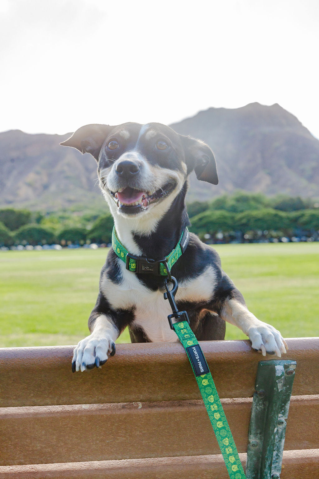 COLLAR - HAWAIIAN HUMANE SOCIETY