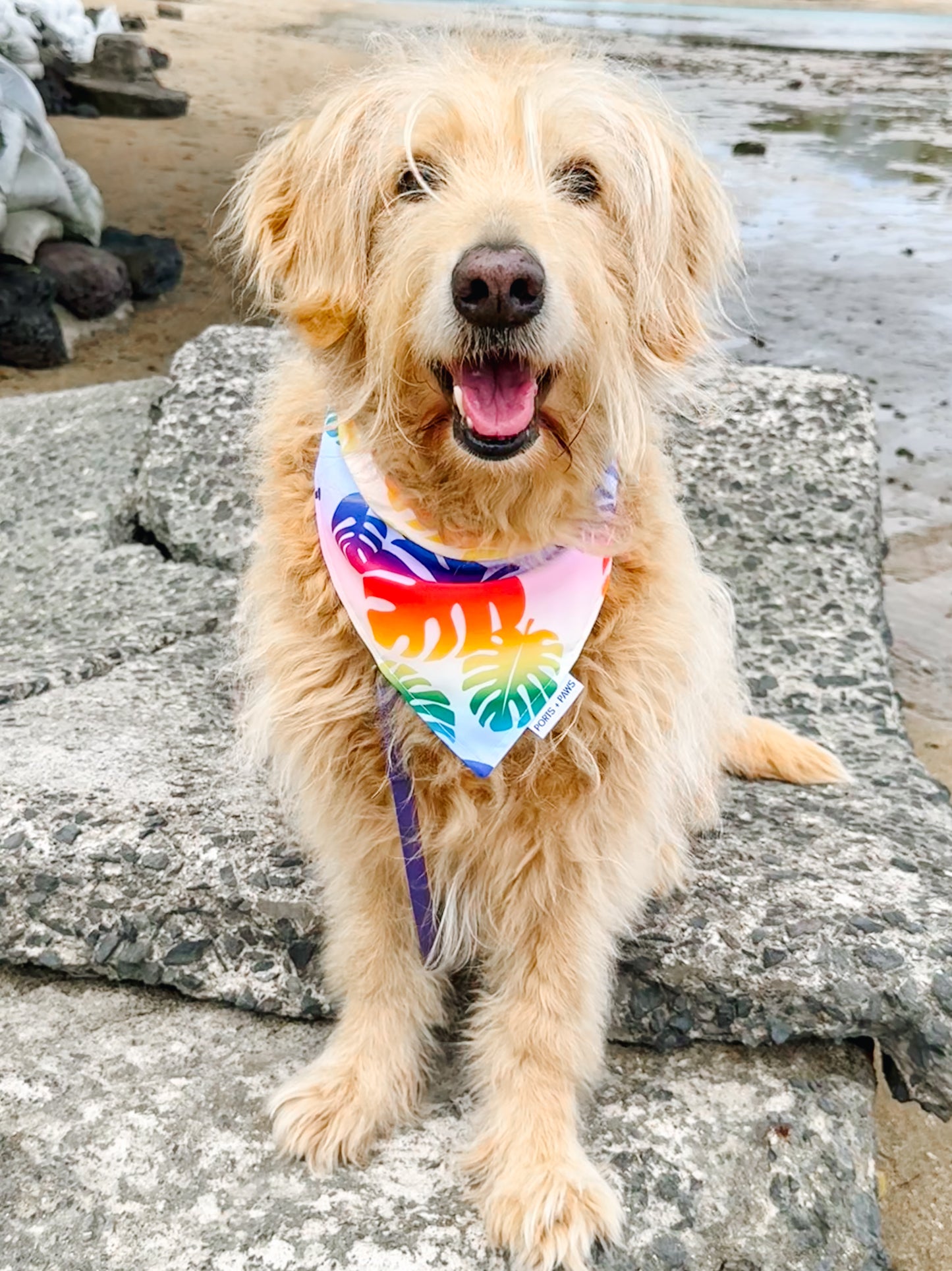 QUICK DRY BANDANA - RAINBOW MONSTERA