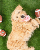 DOG TOY - UH FOOTBALL