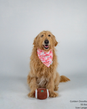 DOG TOY - UH FOOTBALL