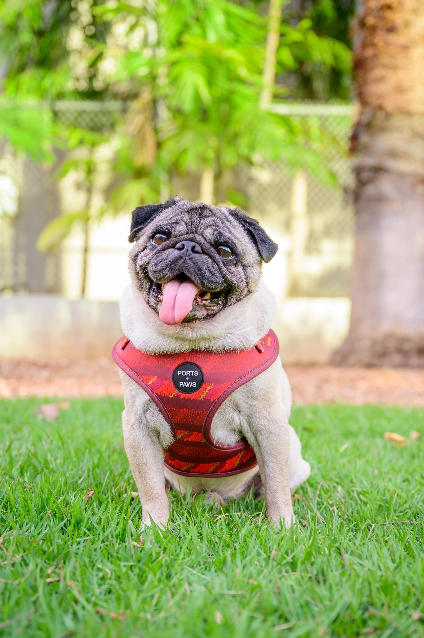 ADJUSTABLE HARNESS - CIGAR LEI