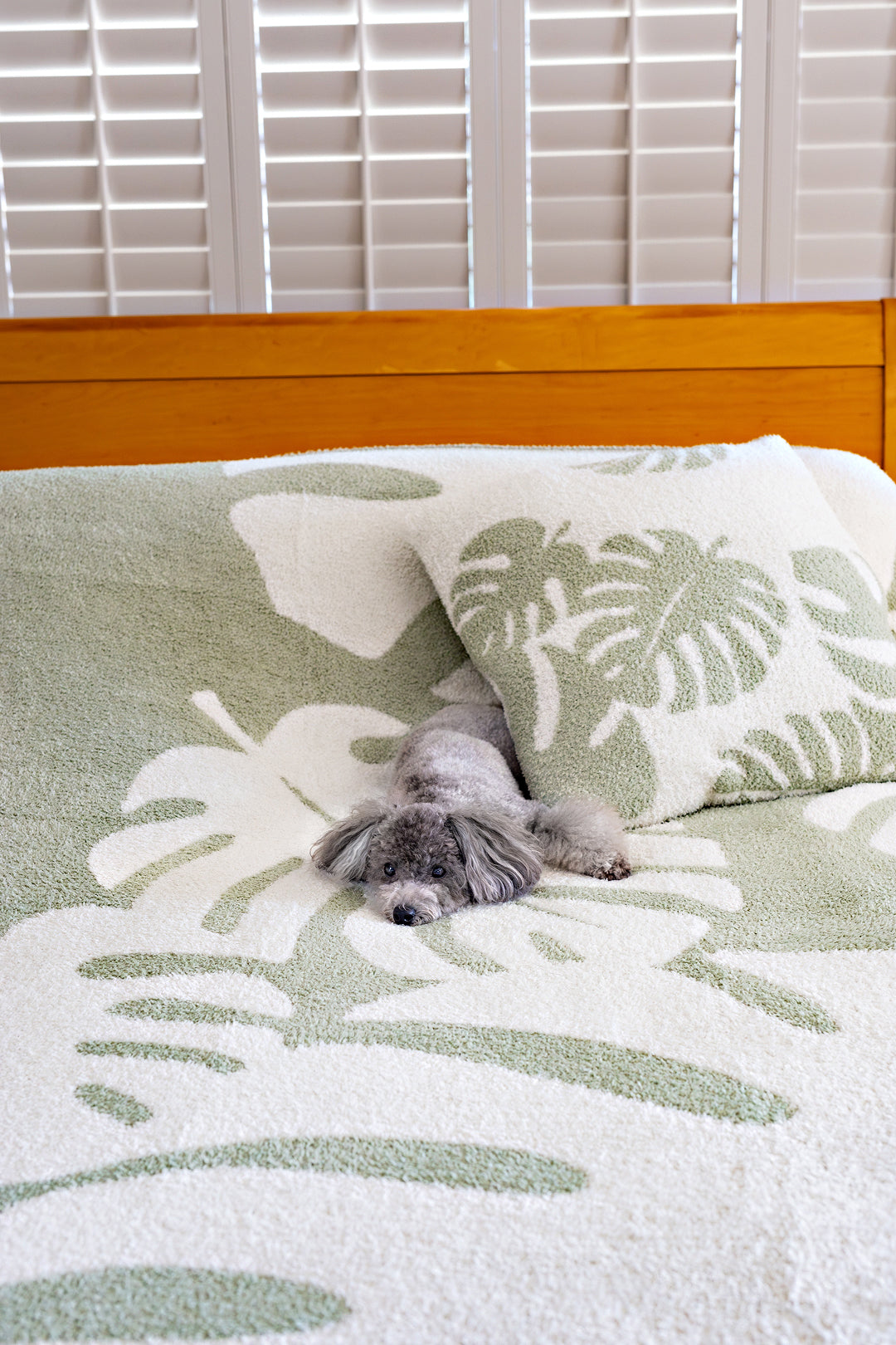 COZY BLANKET - MONSTERA