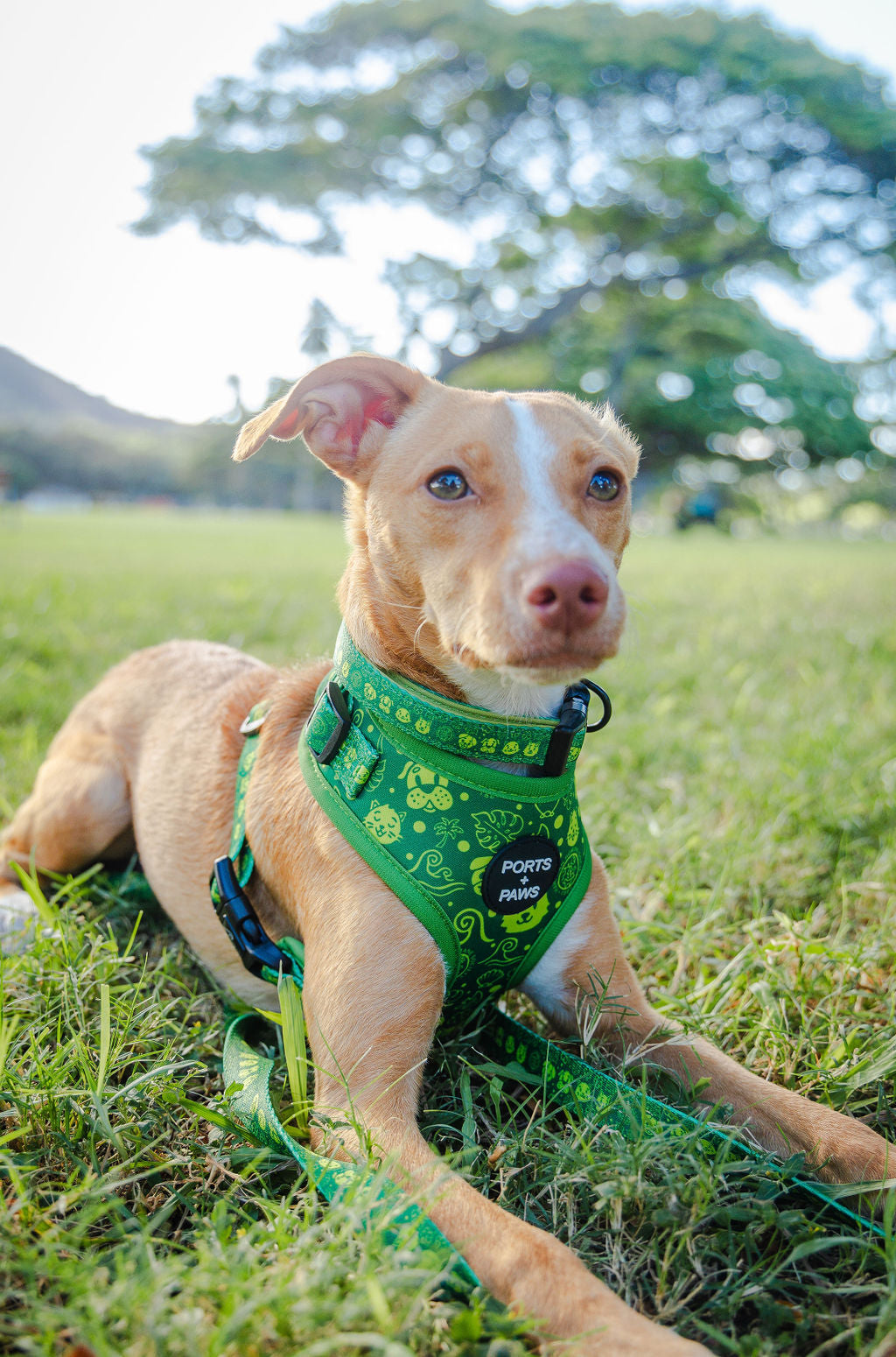 COLLAR - HAWAIIAN HUMANE SOCIETY