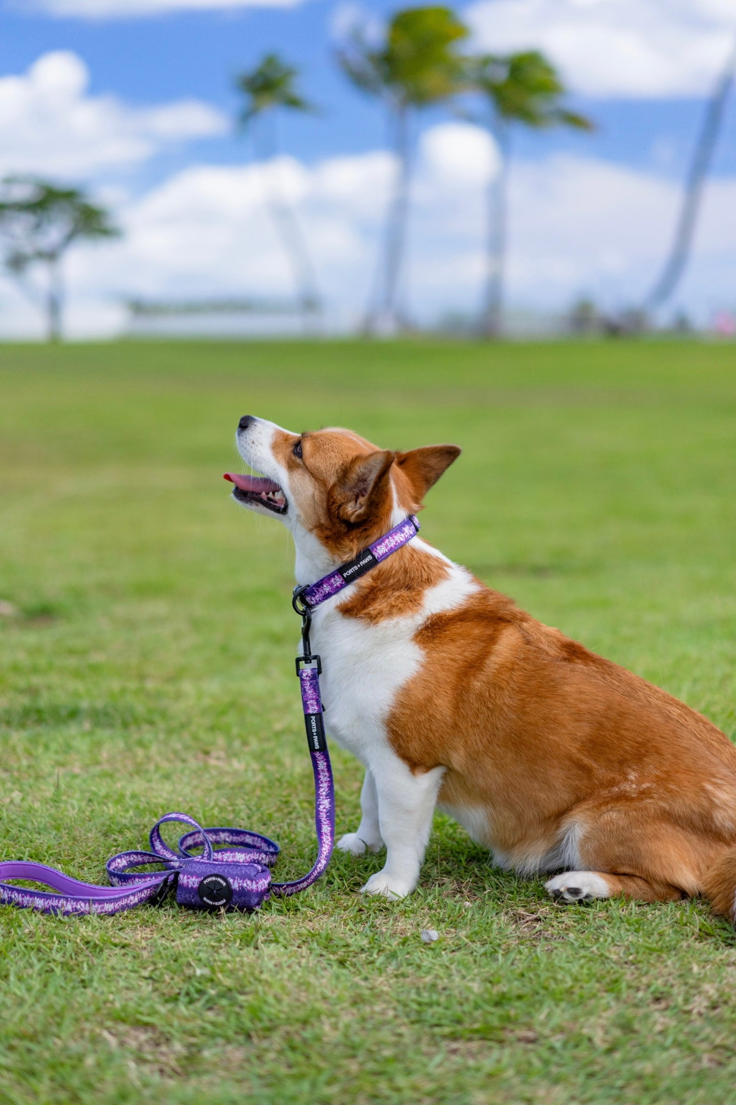 LEASH - ORCHID