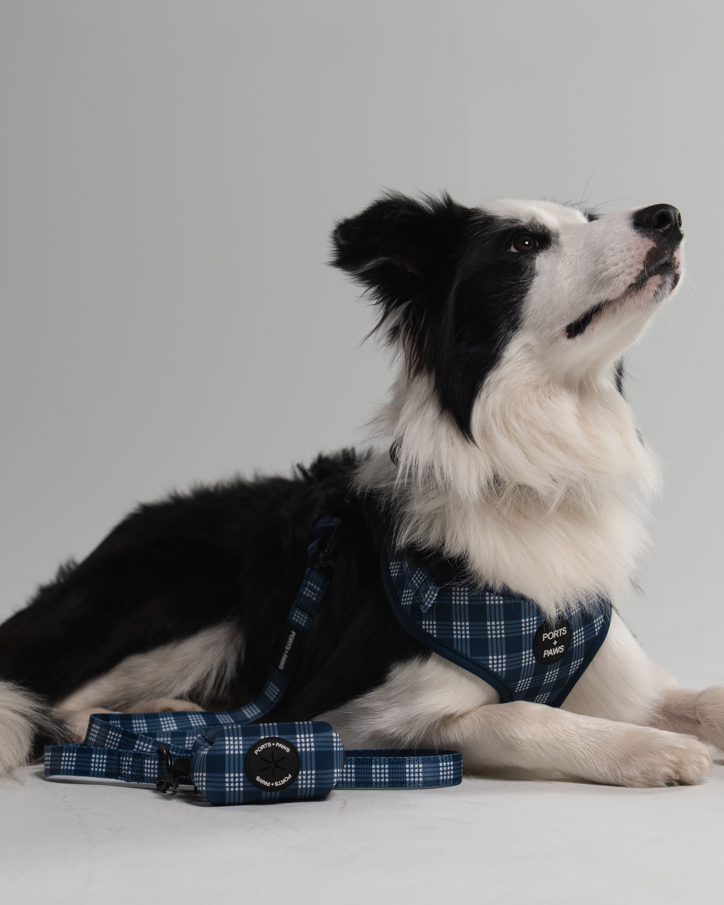 ADJUSTABLE HARNESS - PALAKA BLUE