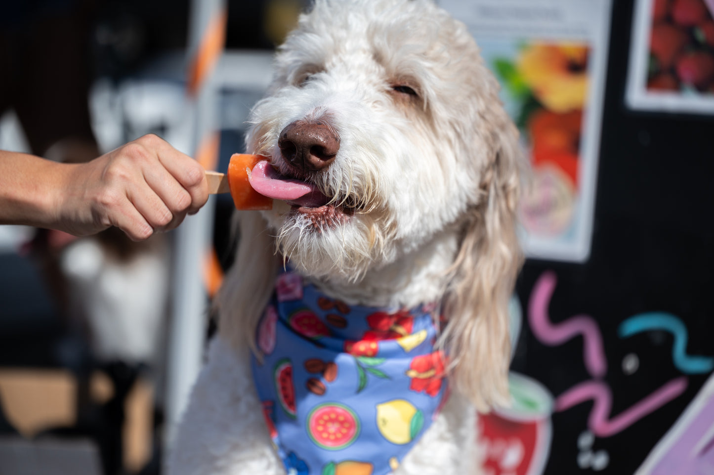 QUICK DRY BANDANA - POP CULTURE