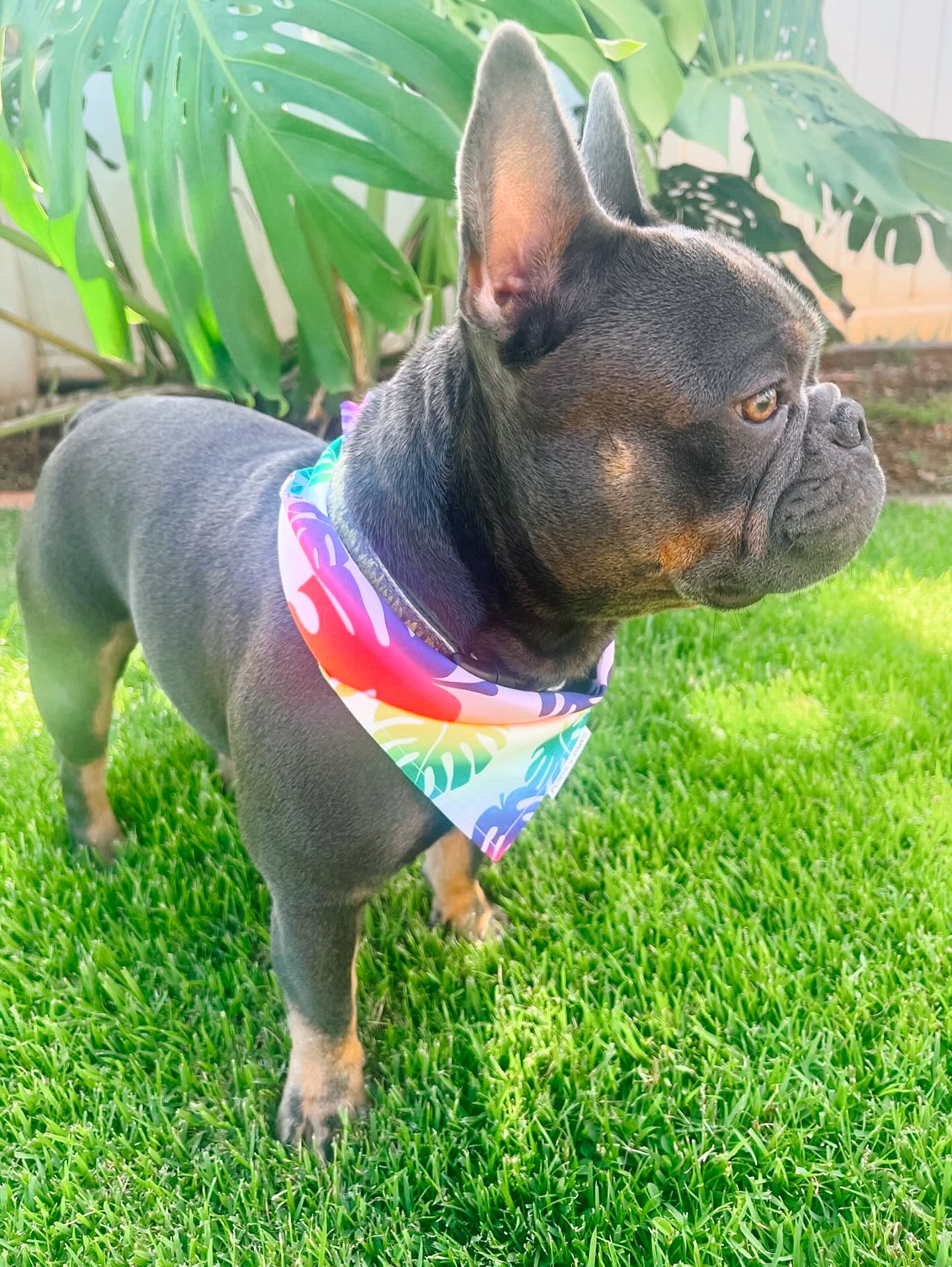 QUICK DRY BANDANA - RAINBOW MONSTERA