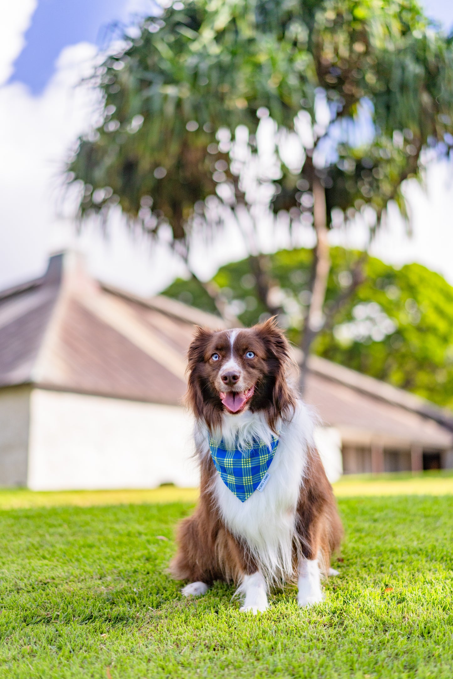 QUICK DRY BANDANA - PALAKA BUFF ‘N BLUE