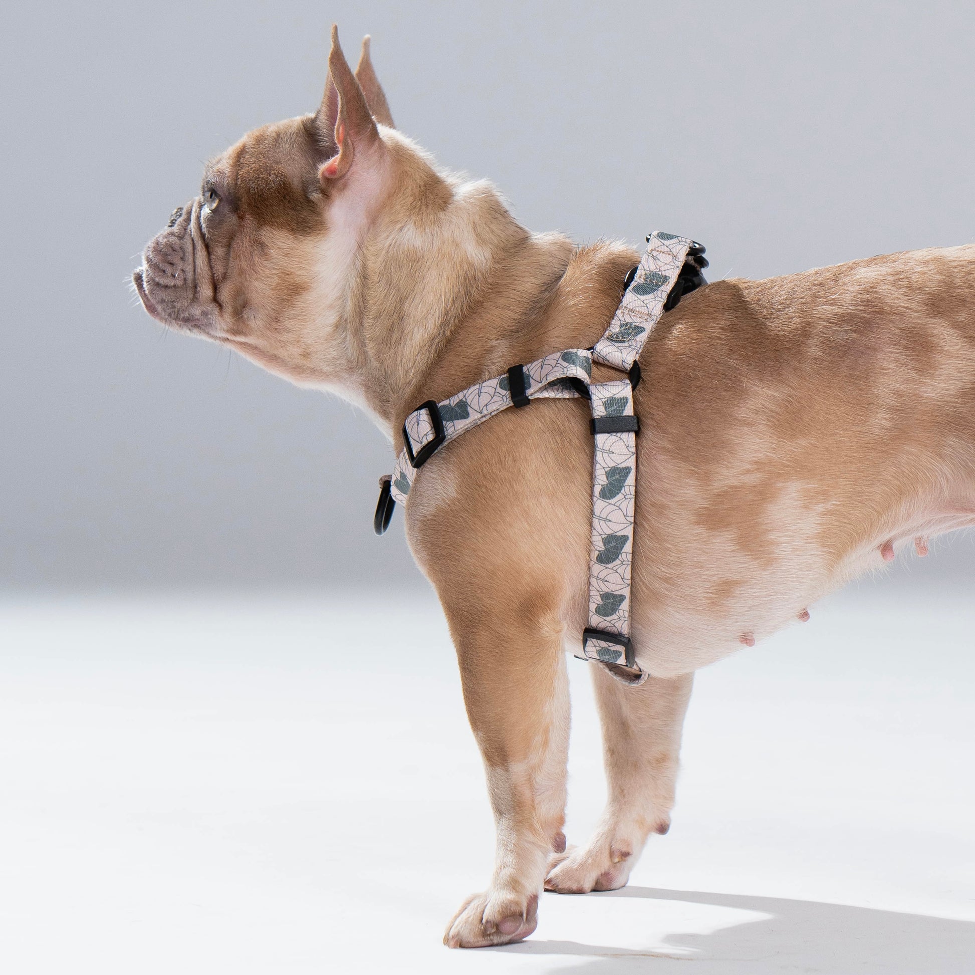 anthurium pets STEP IN HARNESS