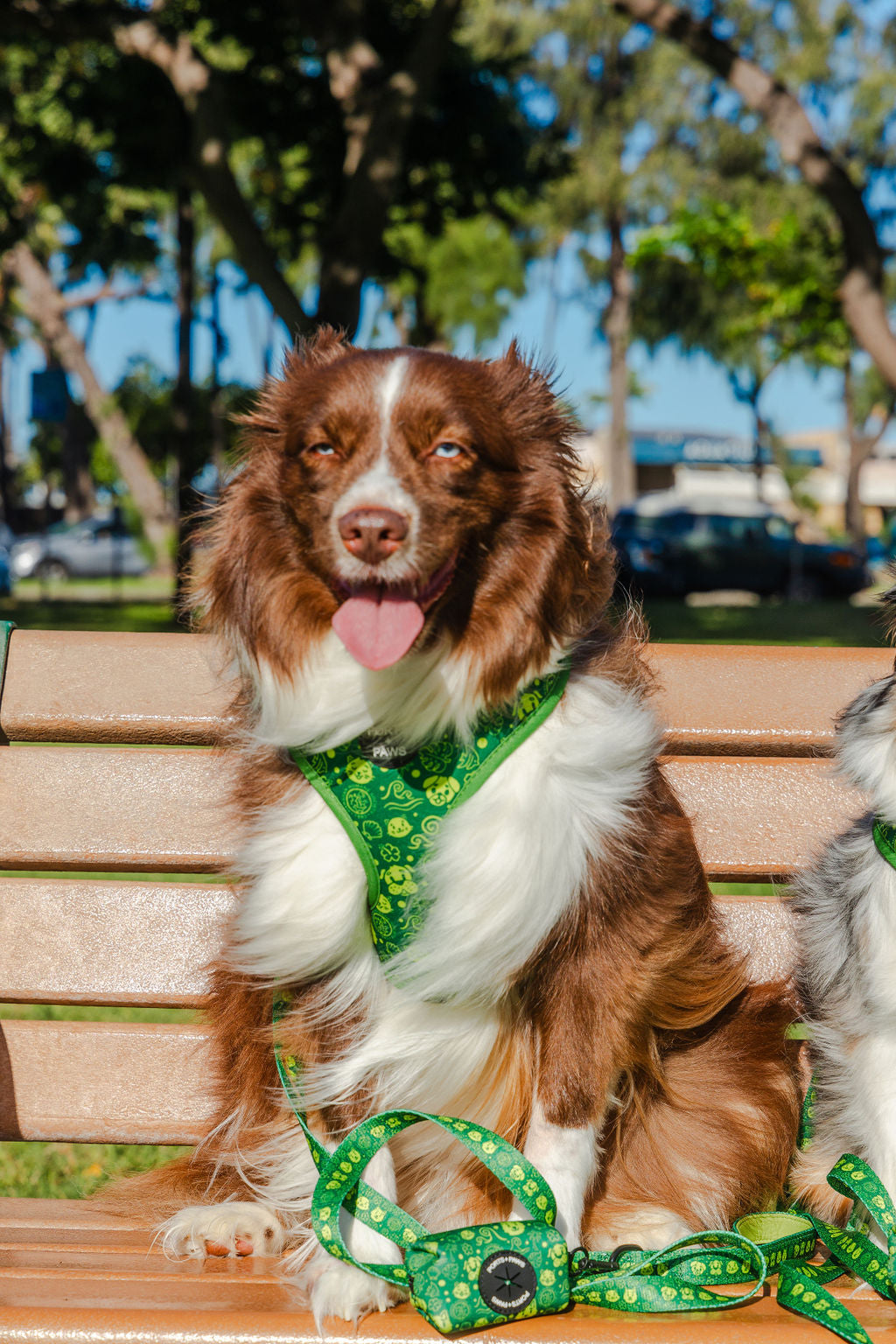 ADJUSTABLE HARNESS - HAWAIIAN HUMANE SOCIETY