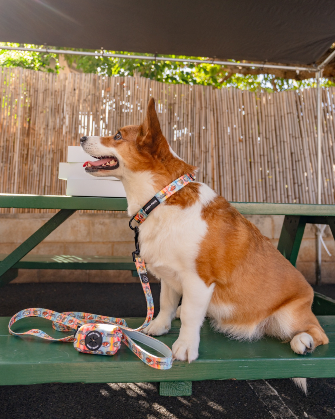 LEASH - RAINBOW DRIVE-IN