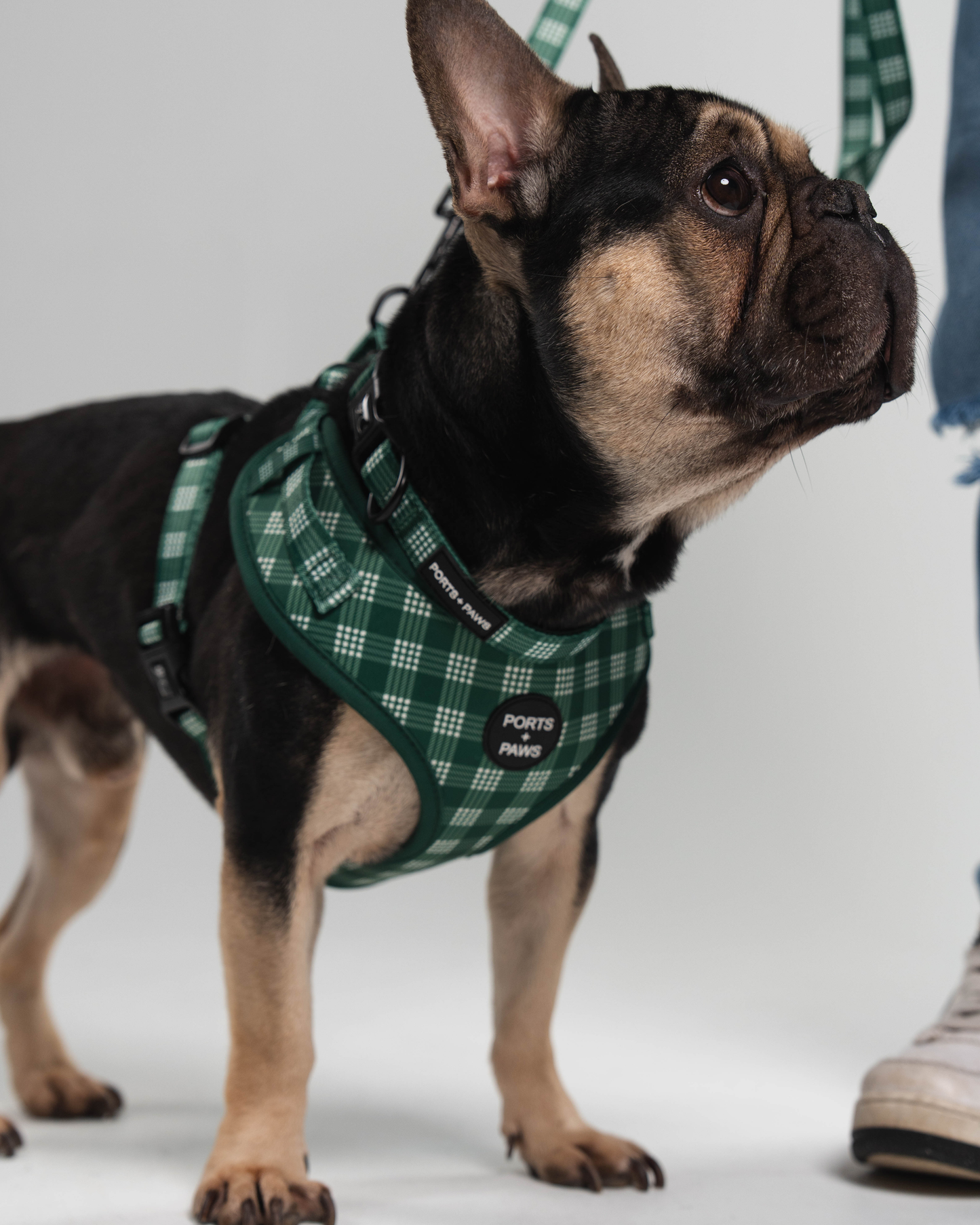 ADJUSTABLE HARNESS - PALAKA GREEN