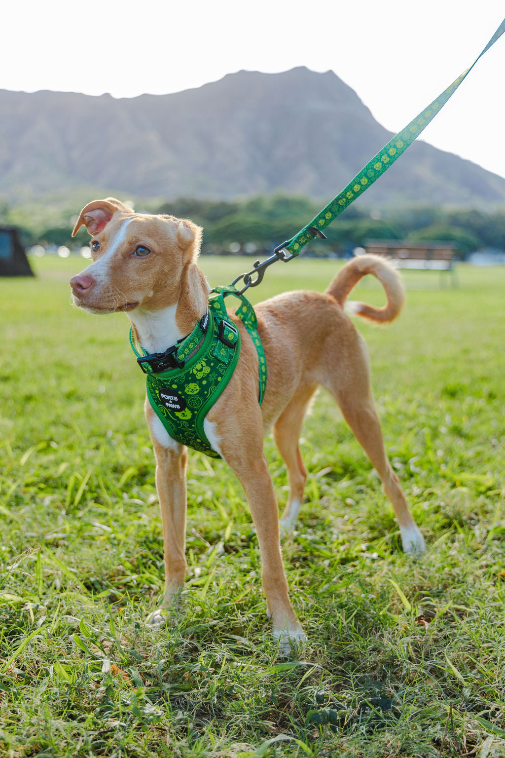 ADJUSTABLE HARNESS - HAWAIIAN HUMANE SOCIETY