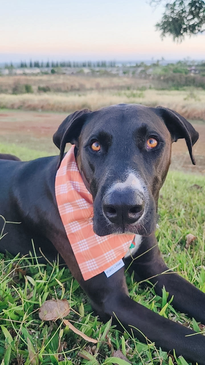 QUICK DRY BANDANA - PALAKA PUMPKIN SPICE