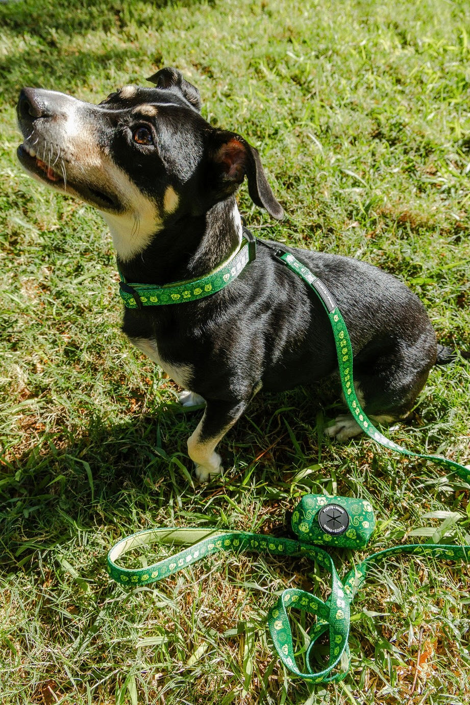 COLLAR - HAWAIIAN HUMANE SOCIETY